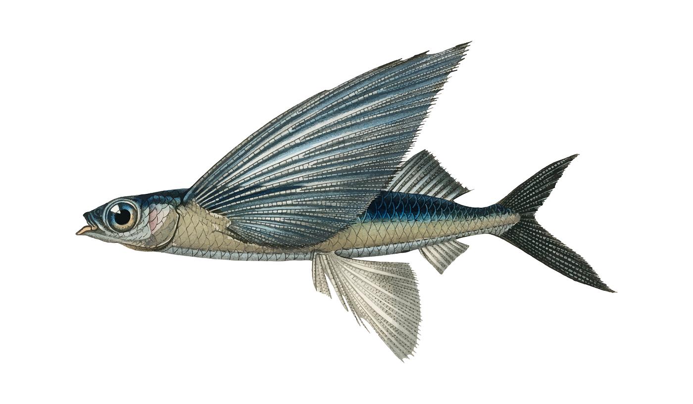 Stropical two wing flying fish (Exocoetus Volitan) illustrated by Charles Dessalines D' Orbigny (1806-1876). Digitally... Stropical two wing flying fish (Exocoetus Volitan) illustrated by Charles Dessalines D' Orbigny (1806-1876). Digitally...