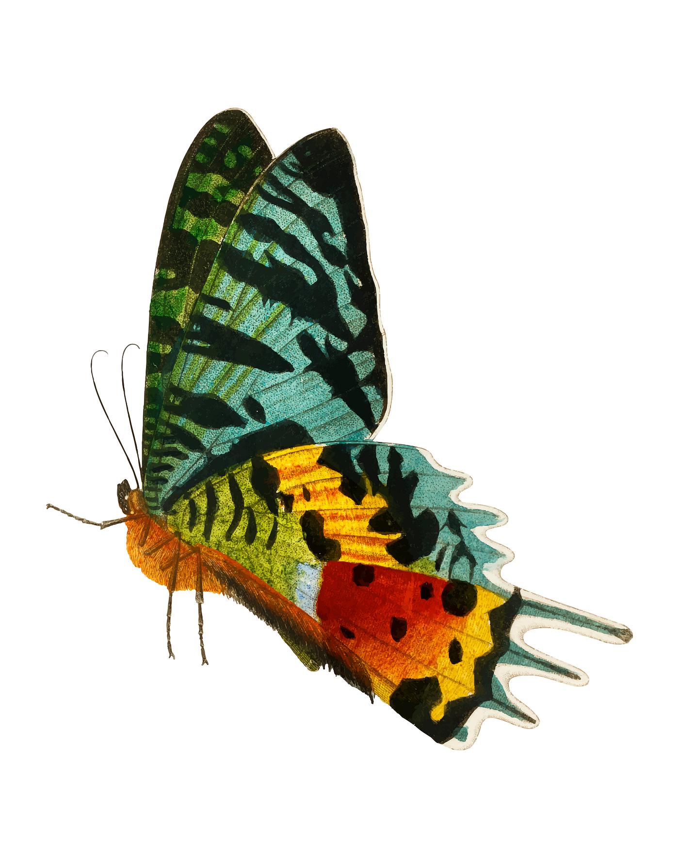 Madagascan Sunset Moth (Urania Riphaeus) illustrated by Charles Dessalines D' Orbigny (1806-1876). Digitally enhanced... Madagascan Sunset Moth (Urania Riphaeus) illustrated by Charles Dessalines D' Orbigny (1806-1876). Digitally enhanced...