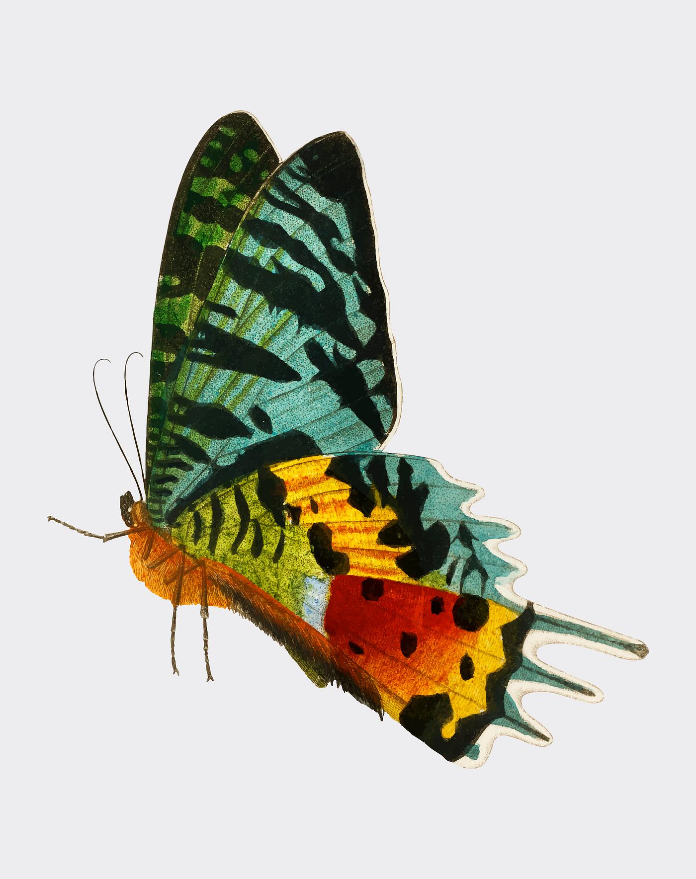 Madagascan Sunset Moth (Urania Riphaeus) illustrated by Charles Dessalines D' Orbigny (1806-1876). Digitally enhanced... Madagascan Sunset Moth (Urania Riphaeus) illustrated by Charles Dessalines D' Orbigny (1806-1876). Digitally enhanced...