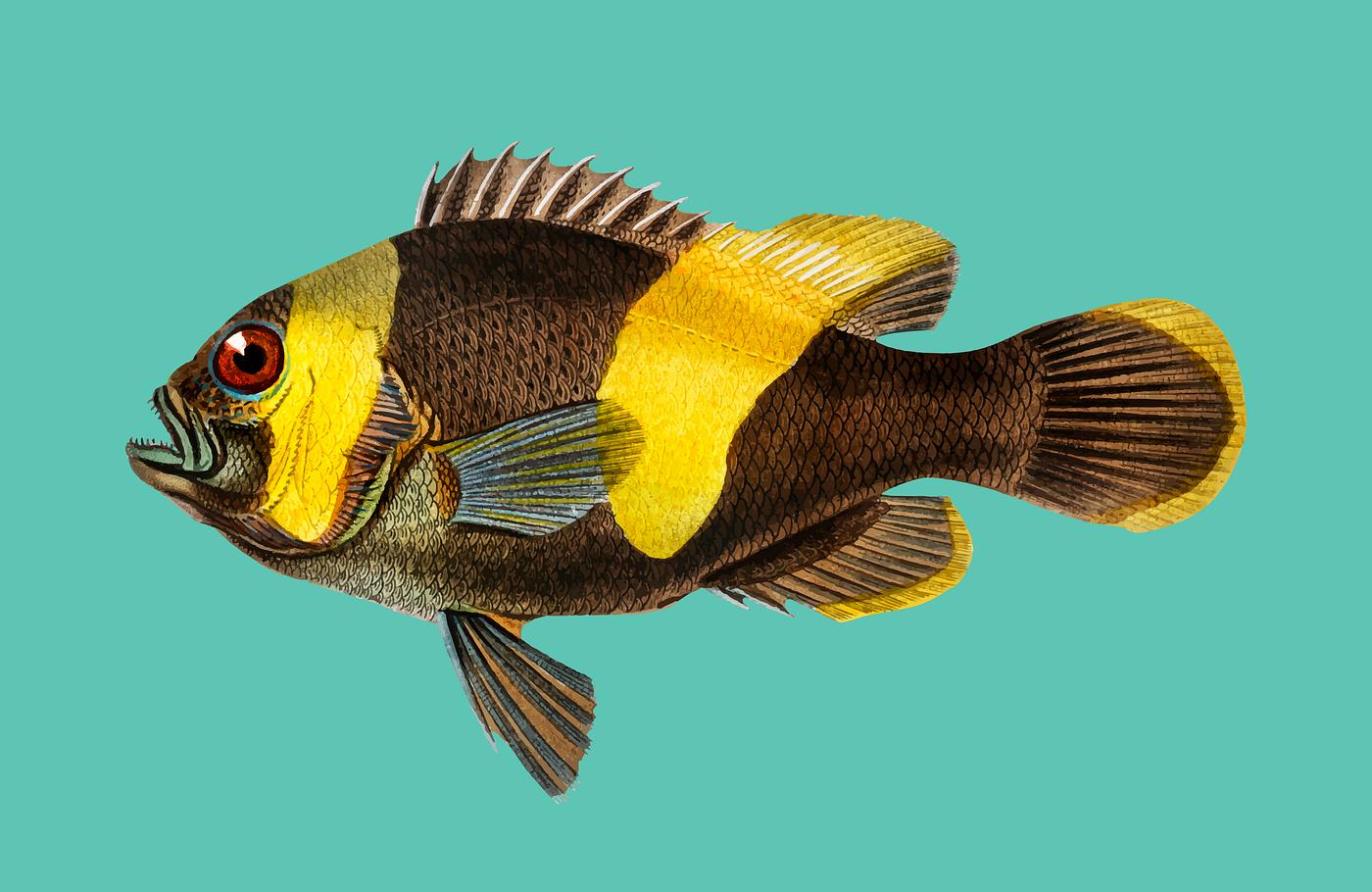Saddleback Clownfish (Amphipiron Bifasciatus) illustrated by Charles Dessalines D' Orbigny (1806-1876). Digitally... Saddleback Clownfish (Amphipiron Bifasciatus) illustrated by Charles Dessalines D' Orbigny (1806-1876). Digitally...