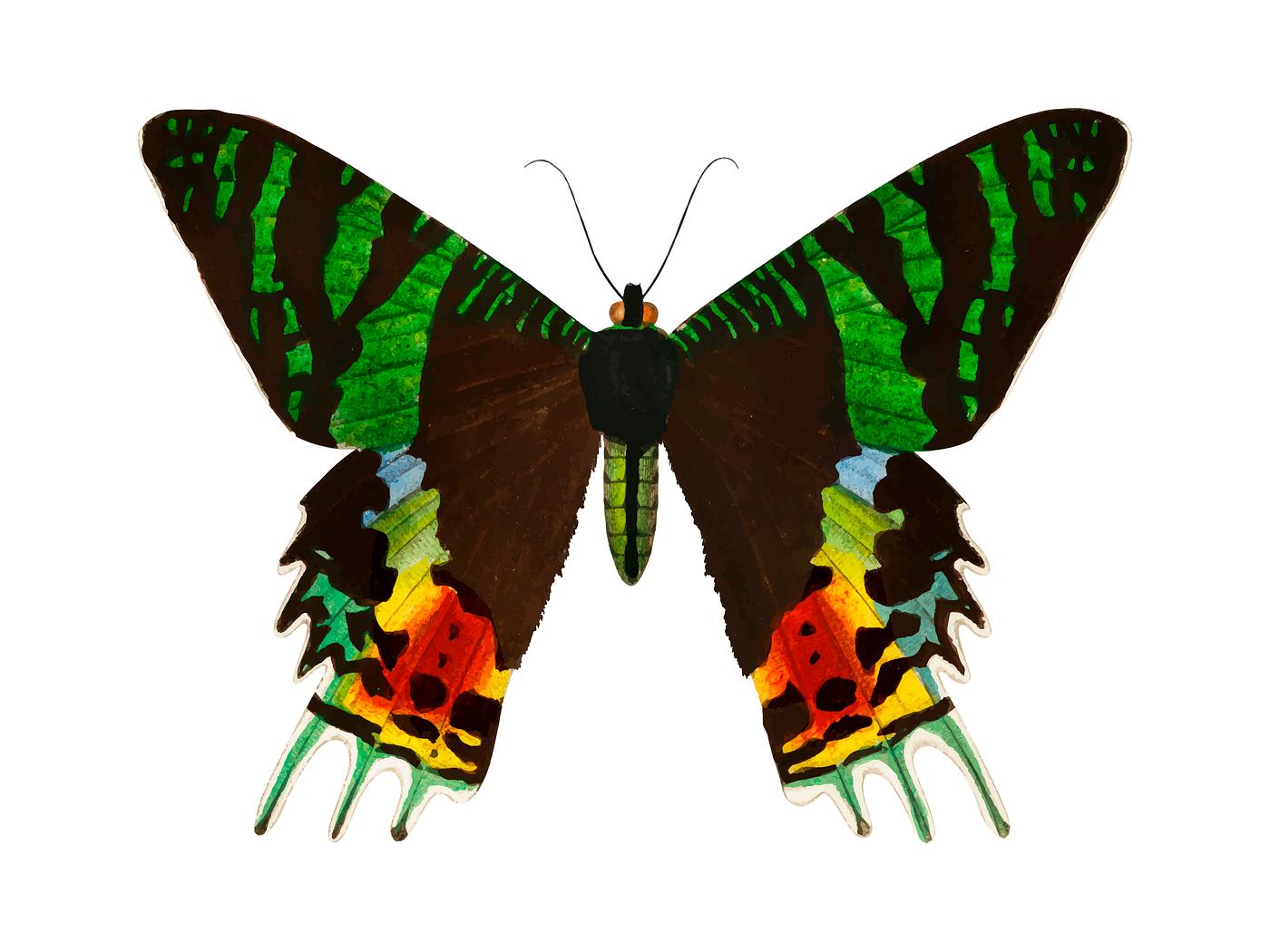 Madagascan Sunset Moth (Urania Riphaeus) illustrated by Charles Dessalines D' Orbigny (1806-1876). Digitally enhanced... Madagascan Sunset Moth (Urania Riphaeus) illustrated by Charles Dessalines D' Orbigny (1806-1876). Digitally enhanced...