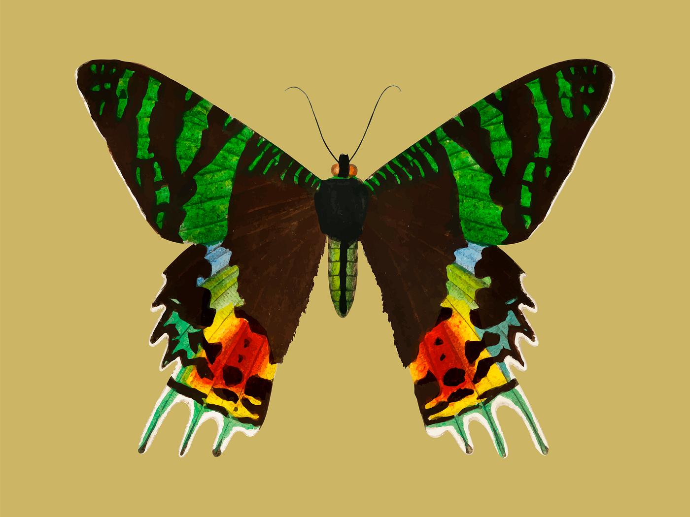 Madagascan Sunset Moth (Urania Riphaeus) illustrated by Charles Dessalines D' Orbigny (1806-1876). Digitally enhanced... Madagascan Sunset Moth (Urania Riphaeus) illustrated by Charles Dessalines D' Orbigny (1806-1876). Digitally enhanced...