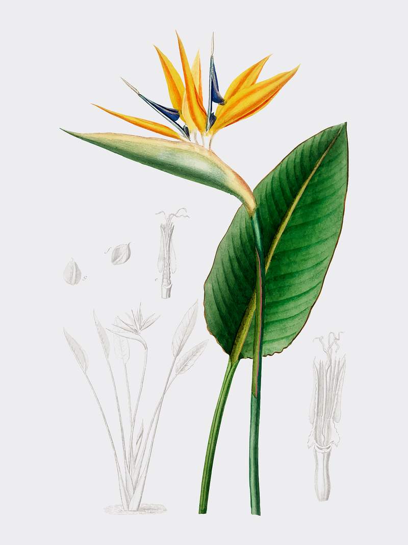 Bird of paradise (Strelitzia Reginae) illustrated by Charles Dessalines D' Orbigny (1806-1876). Digitally enhanced from our own 1892 edition of Dictionnaire Universel D'histoire Naturelle. Bird of paradise (Strelitzia Reginae) illustrated by Charles Dessalines D' Orbigny (1806-1876). Digitally enhanced from our…