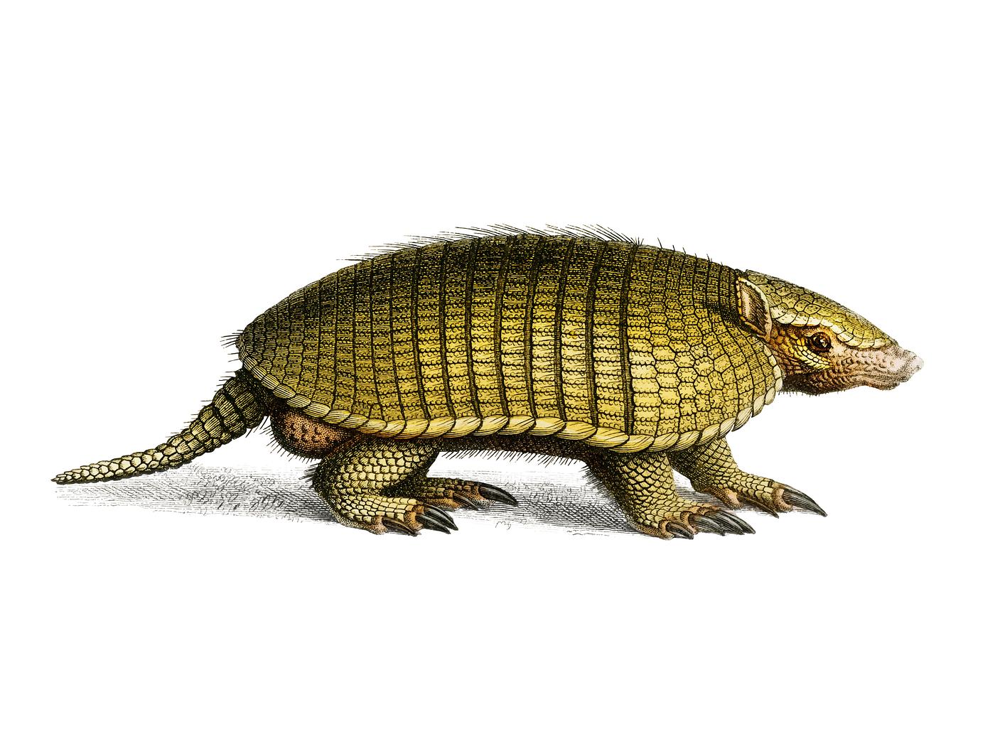 Yellow armadillo (Euphractus sexcinctus) illustrated by Charles Dessalines D' Orbigny (1806-1876). Digitally enhanced... Yellow armadillo (Euphractus sexcinctus) illustrated by Charles Dessalines D' Orbigny (1806-1876). Digitally enhanced...