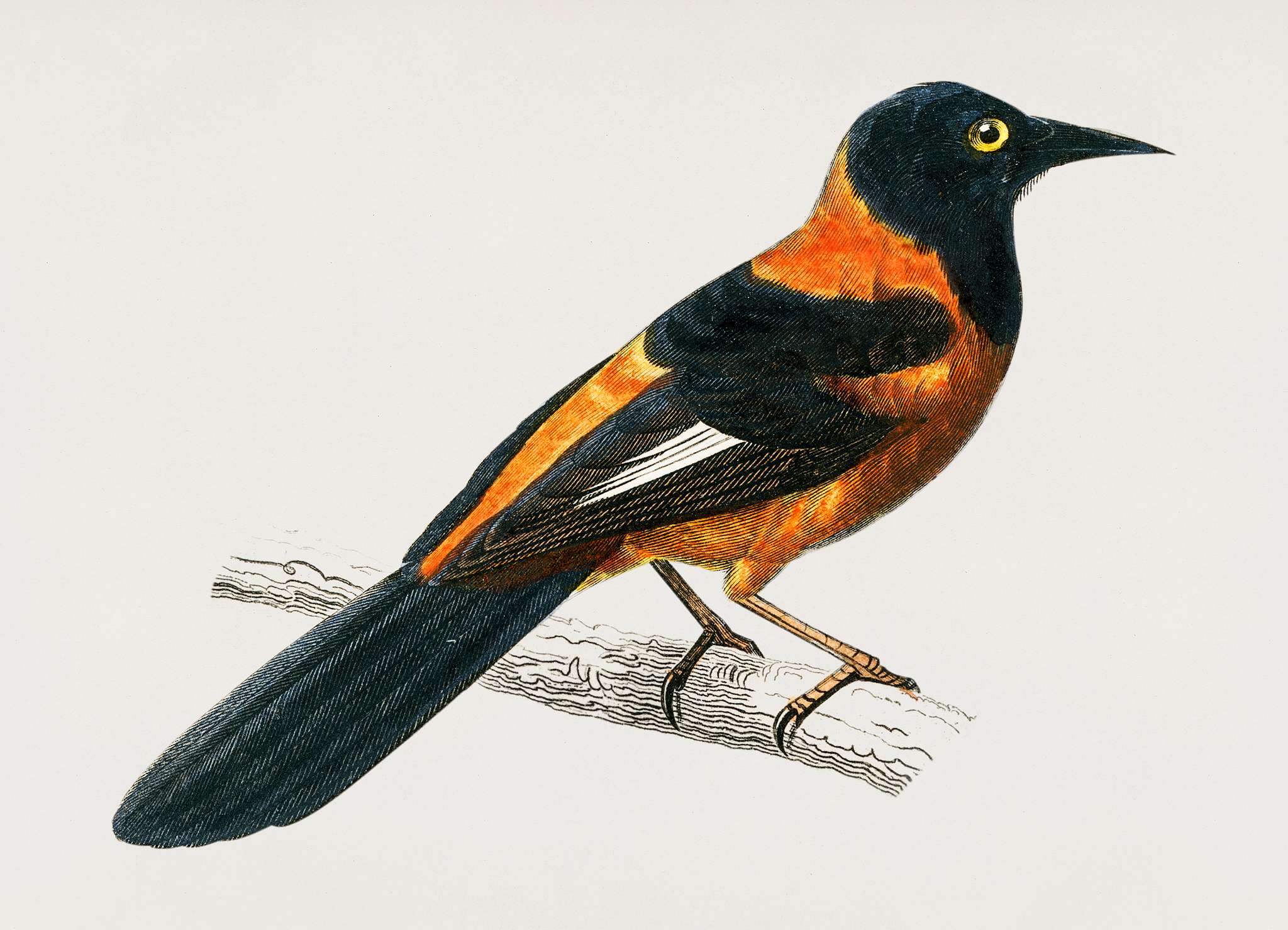 Black-hooded oriole (Xanthornus aurantius) illustrated by Charles Dessalines D' Orbigny (1806-1876). Digitally enhanced... Black-hooded oriole (Xanthornus aurantius) illustrated by Charles Dessalines D' Orbigny (1806-1876). Digitally enhanced...