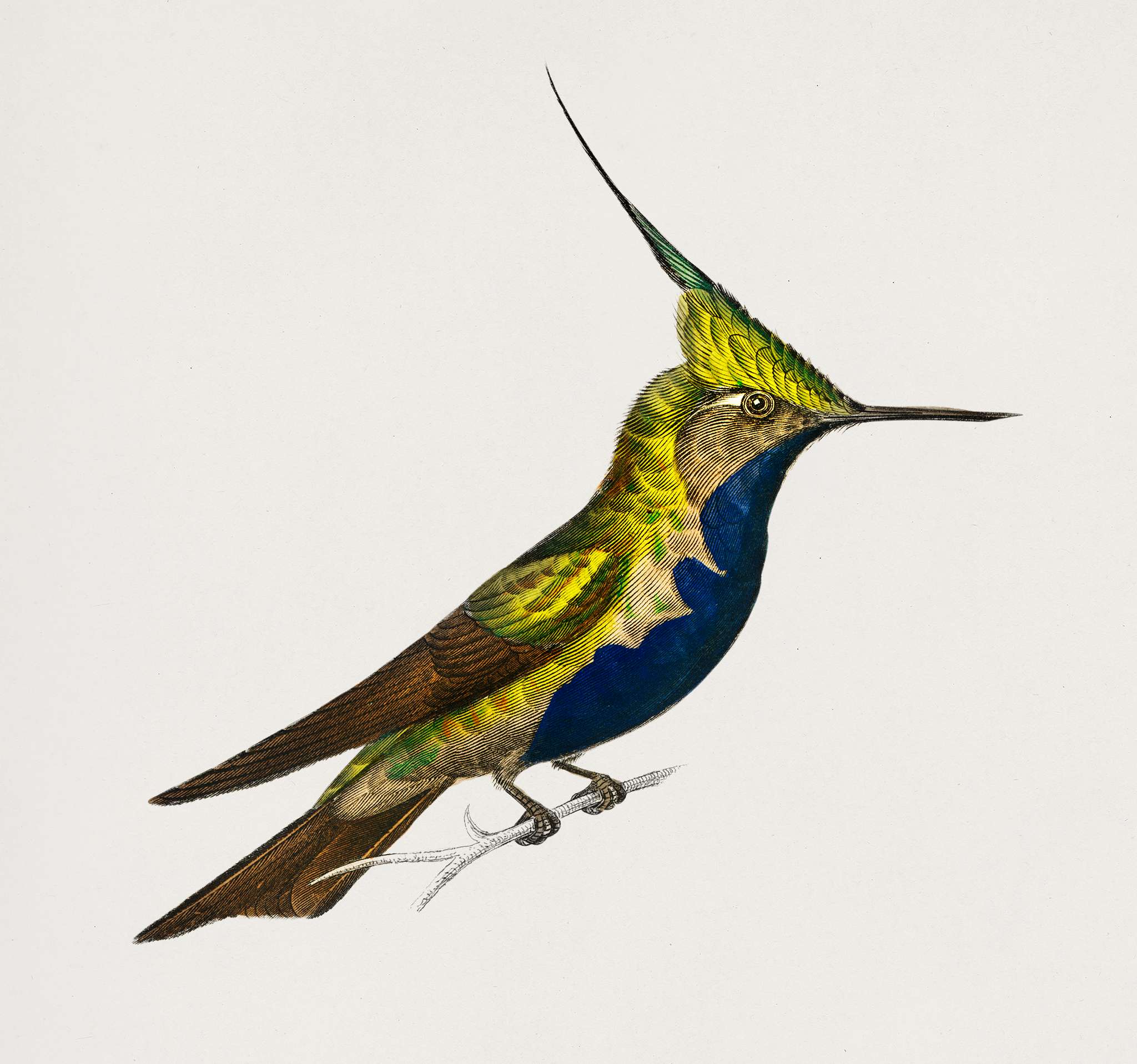 Green-crowned plovercrest (Oiseau-mouche Delalande) illustrated by Charles Dessalines D' Orbigny (1806-1876). Digitally... Green-crowned plovercrest (Oiseau-mouche Delalande) illustrated by Charles Dessalines D' Orbigny (1806-1876). Digitally...