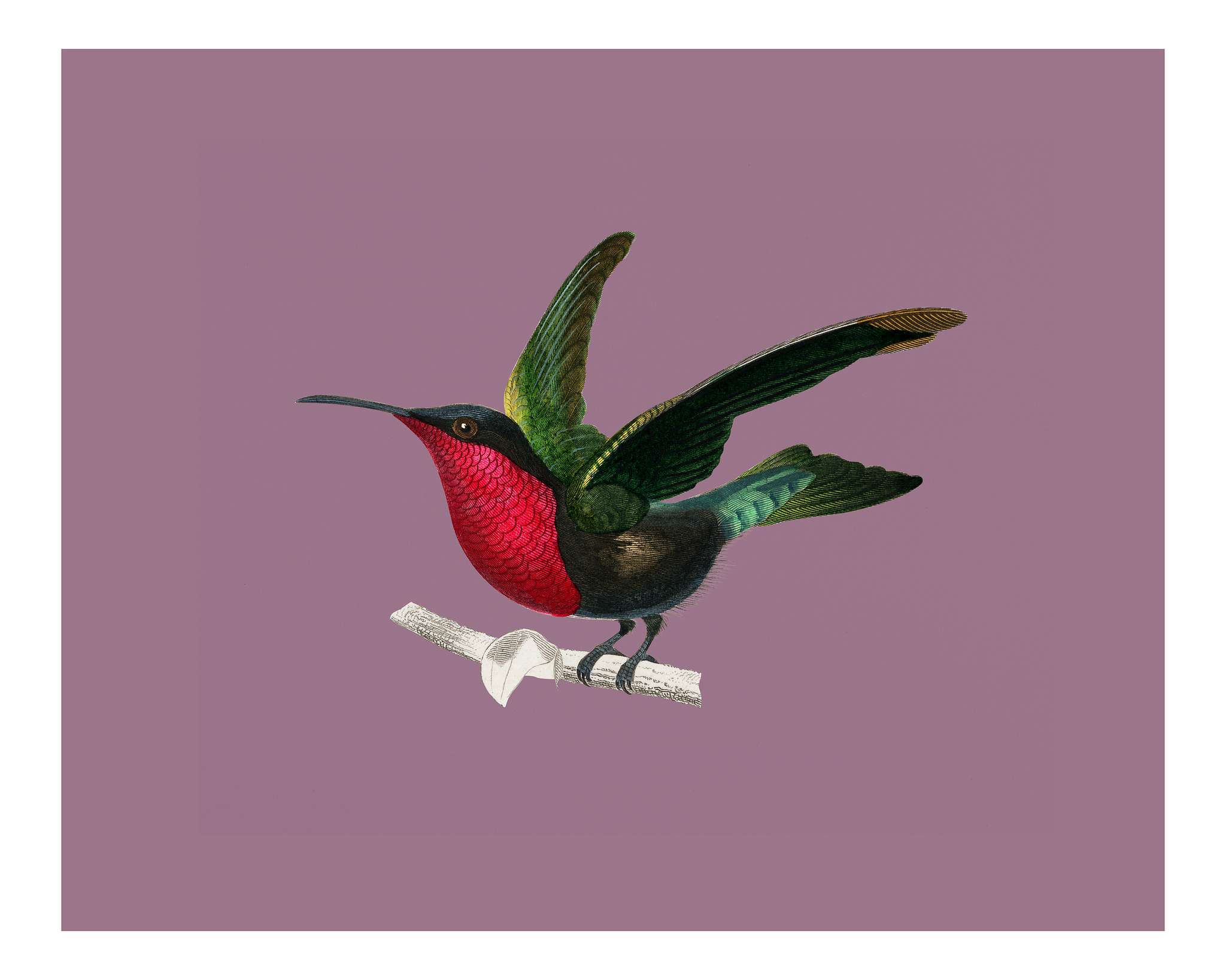Garnet-throated hummingbird (Trochilus granatinus) illustrated by Charles Dessalines D' Orbigny (1806-1876). Digitally... Garnet-throated hummingbird (Trochilus granatinus) illustrated by Charles Dessalines D' Orbigny (1806-1876). Digitally...