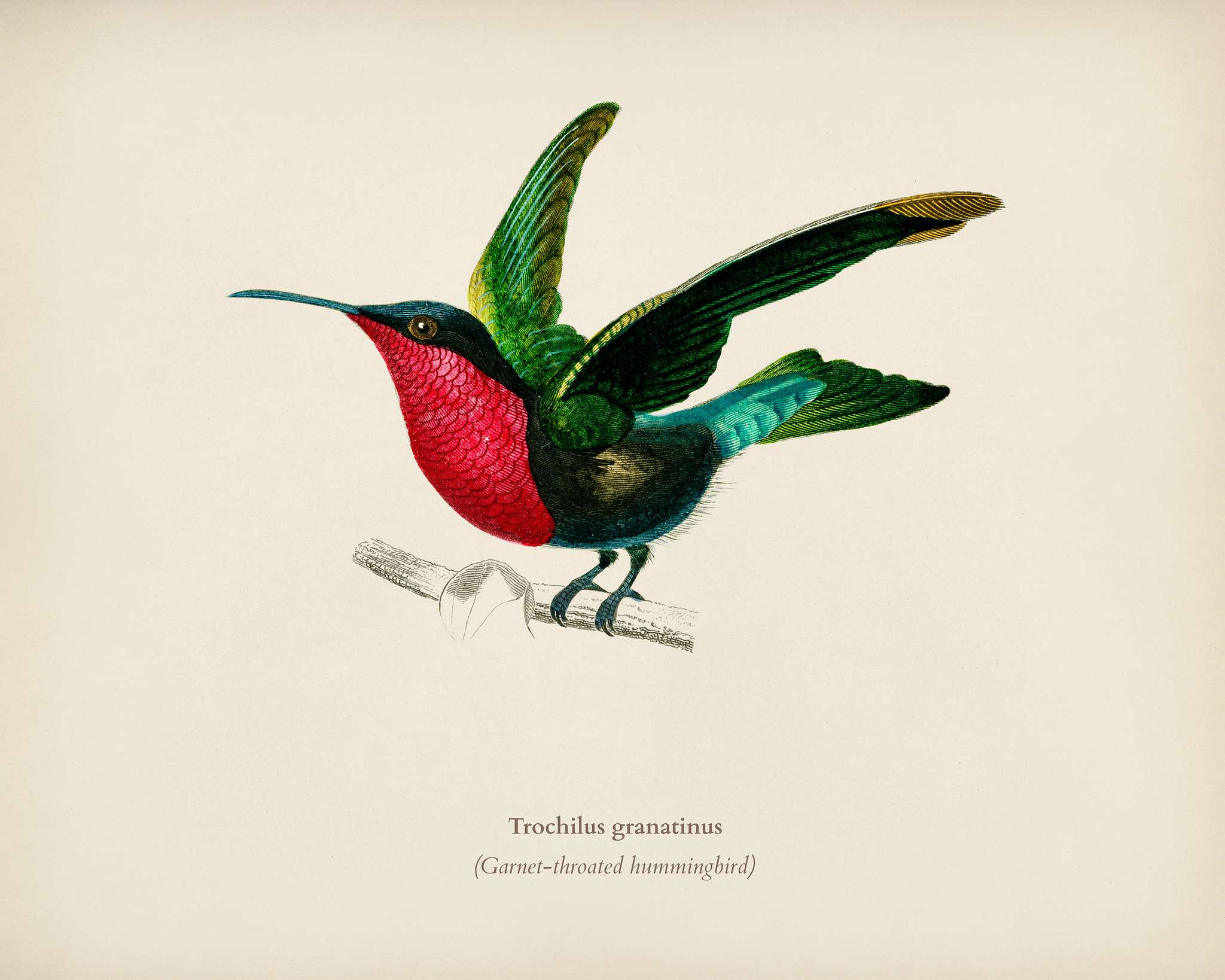 Garnet-throated hummingbird (Trochilus granatinus) illustrated by Charles Dessalines D' Orbigny (1806-1876). Digitally... Garnet-throated hummingbird (Trochilus granatinus) illustrated by Charles Dessalines D' Orbigny (1806-1876). Digitally...