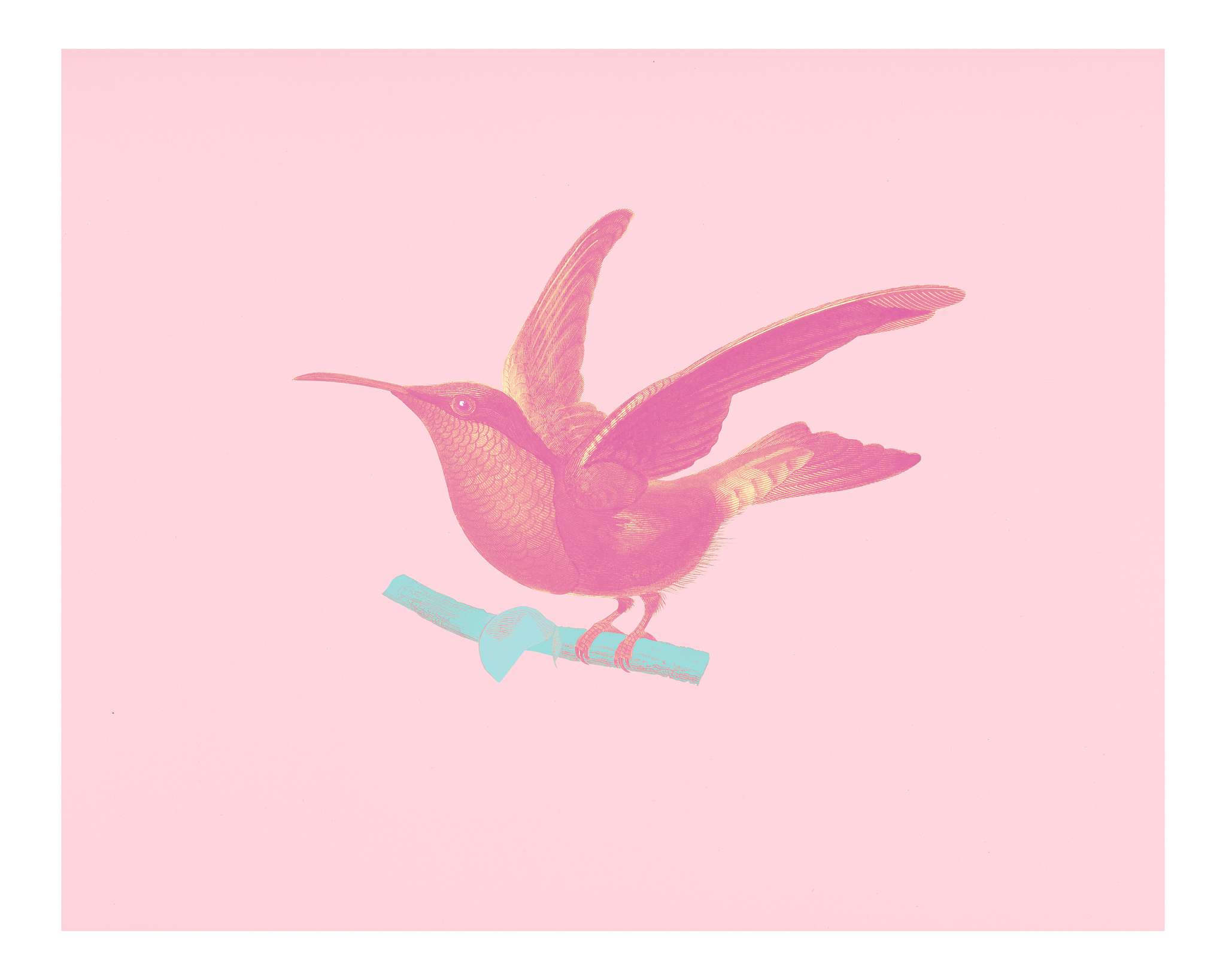 Garnet-throated hummingbird (Trochilus granatinus) illustrated by Charles Dessalines D' Orbigny (1806-1876). Digitally... Garnet-throated hummingbird (Trochilus granatinus) illustrated by Charles Dessalines D' Orbigny (1806-1876). Digitally...