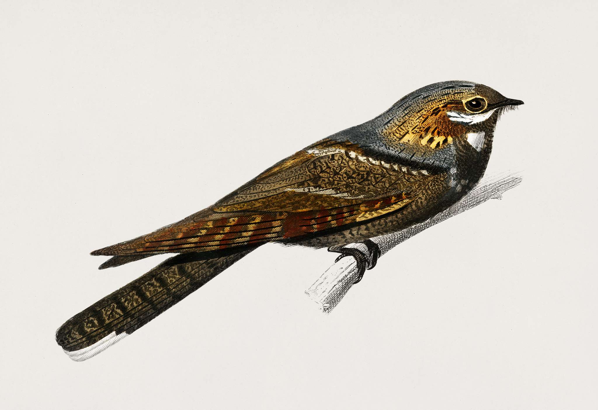 European Nightjar (Engoulevent Ordinaire) illustrated by Charles Dessalines D' Orbigny (1806-1876). Digitally enhanced... European Nightjar (Engoulevent Ordinaire) illustrated by Charles Dessalines D' Orbigny (1806-1876). Digitally enhanced...