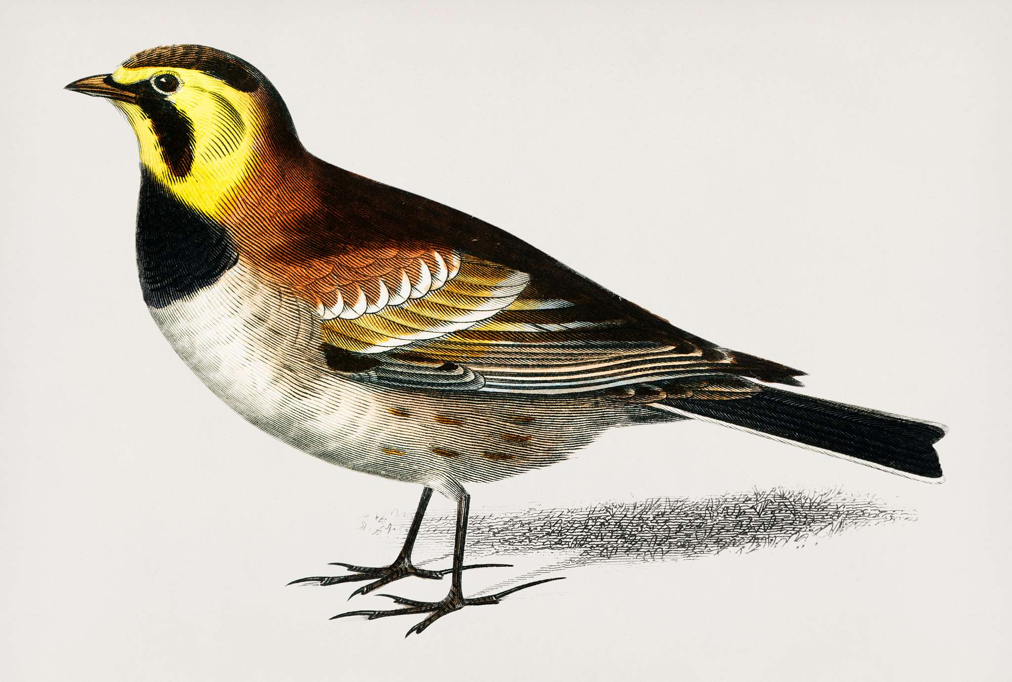 Horned lark (Alouette a hausse-col noir) illustrated by Charles Dessalines D' Orbigny (1806-1876). Digitally enhanced... Horned lark (Alouette a hausse-col noir) illustrated by Charles Dessalines D' Orbigny (1806-1876). Digitally enhanced...