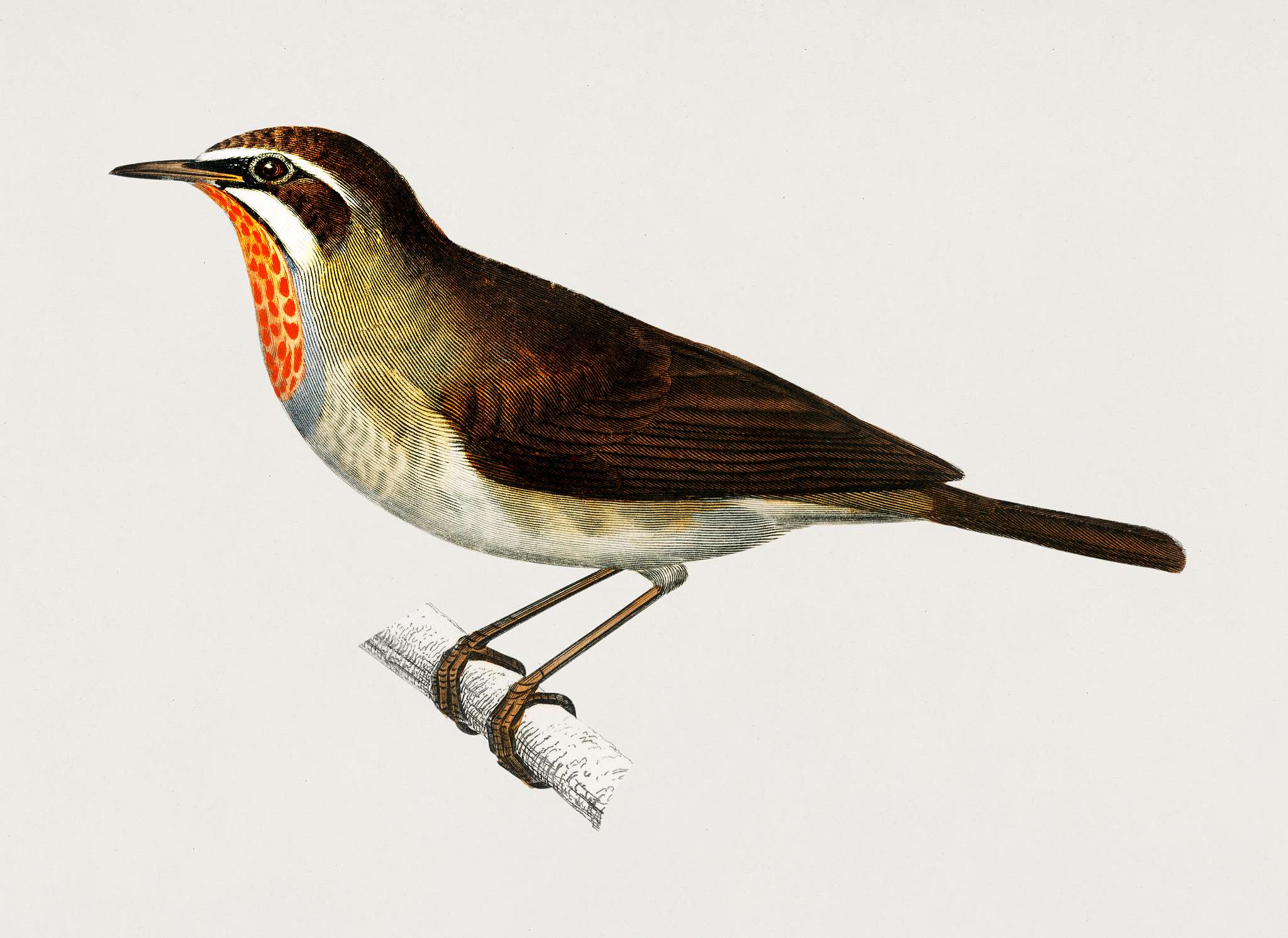 Siberian Rubythroat (Rubiette Calliope) illustrated by Charles Dessalines D' Orbigny (1806-1876). Digitally enhanced... Siberian Rubythroat (Rubiette Calliope) illustrated by Charles Dessalines D' Orbigny (1806-1876). Digitally enhanced...