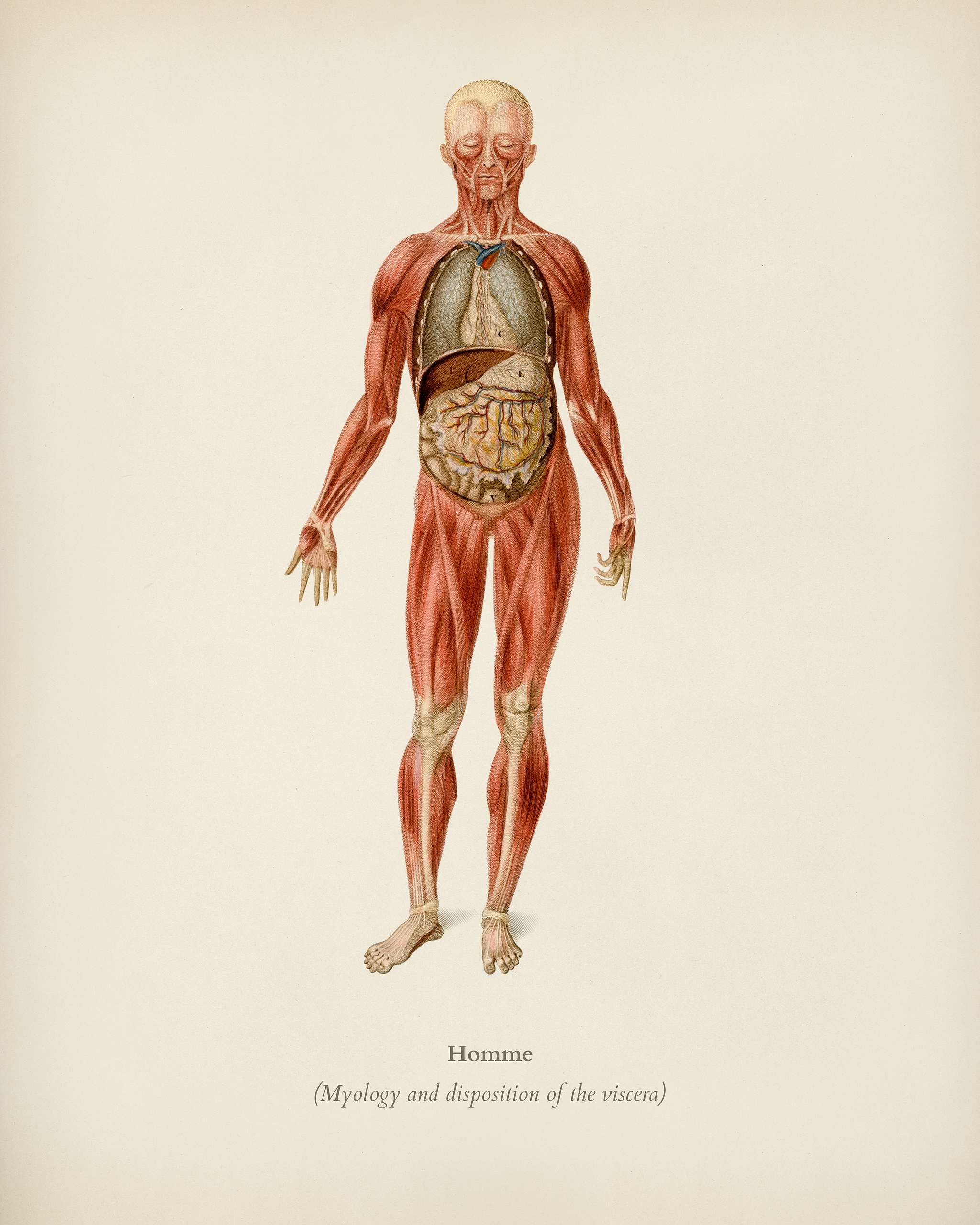Myology and disposition of the viscera illustrated by Charles Dessalines D' Orbigny (1806-1876). Digitally enhanced from... Myology and disposition of the viscera illustrated by Charles Dessalines D' Orbigny (1806-1876). Digitally enhanced from...