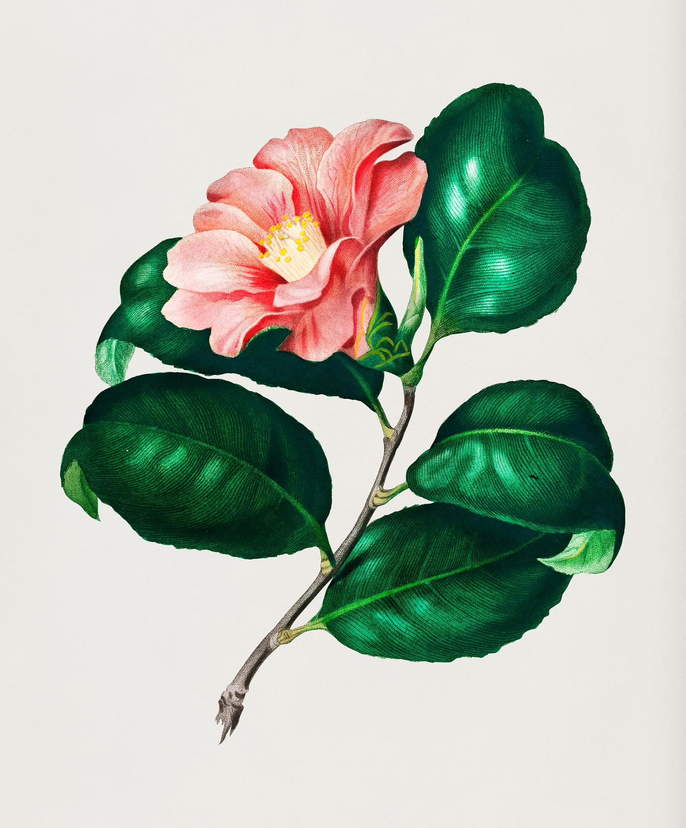 Camellia japonica (Camélia du Japon) illustrated by Charles Dessalines D' Orbigny (1806-1876). Digitally enhanced... Camellia japonica (Camélia du Japon) illustrated by Charles Dessalines D' Orbigny (1806-1876). Digitally enhanced...