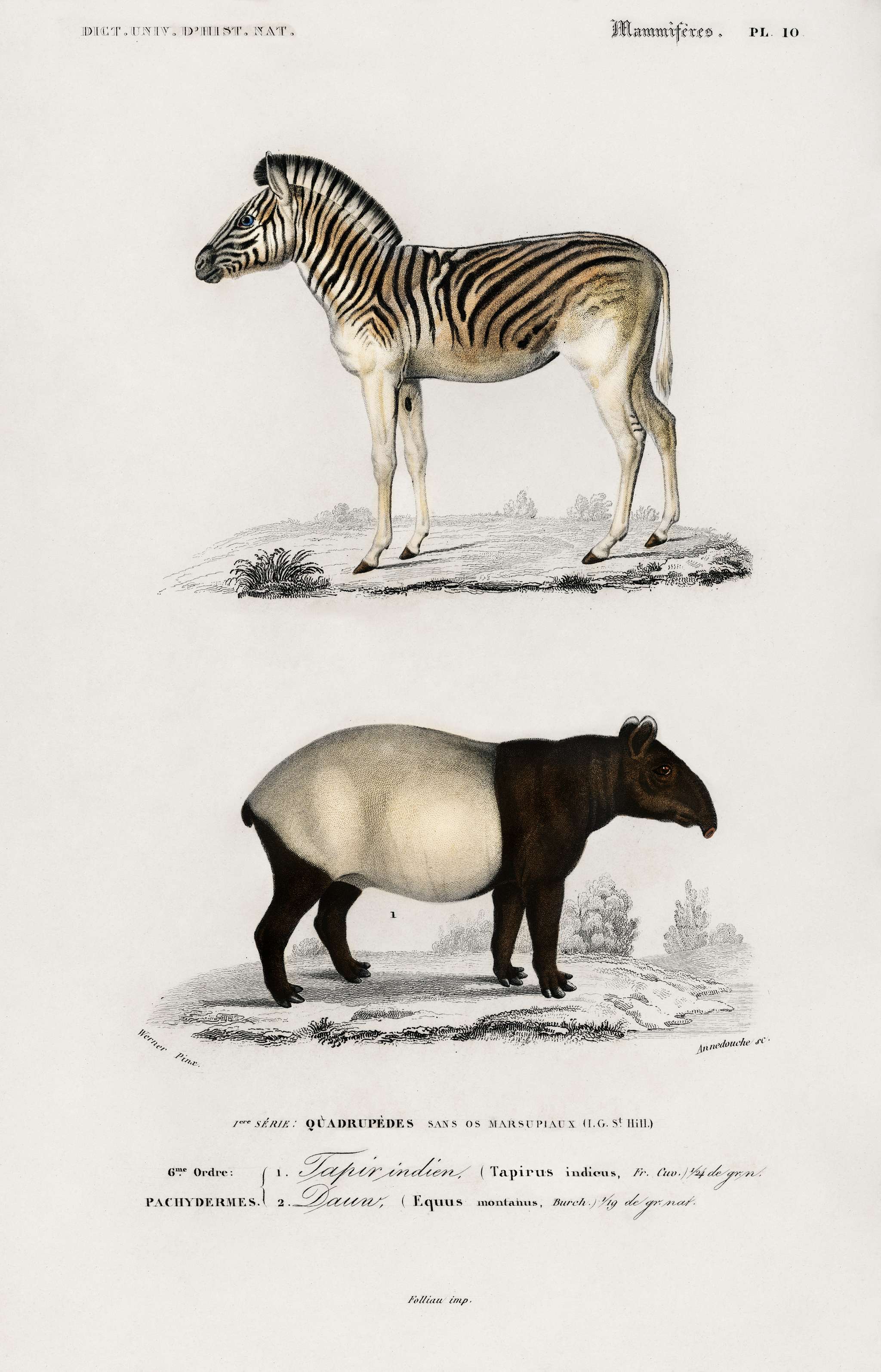 Malayan Tapir (Equus Montanus) and Mountain Zebra (Dauw) illustrated by Charles Dessalines D' Orbigny (1806-1876).... Malayan Tapir (Equus Montanus) and Mountain Zebra (Dauw) illustrated by Charles Dessalines D' Orbigny (1806-1876)....
