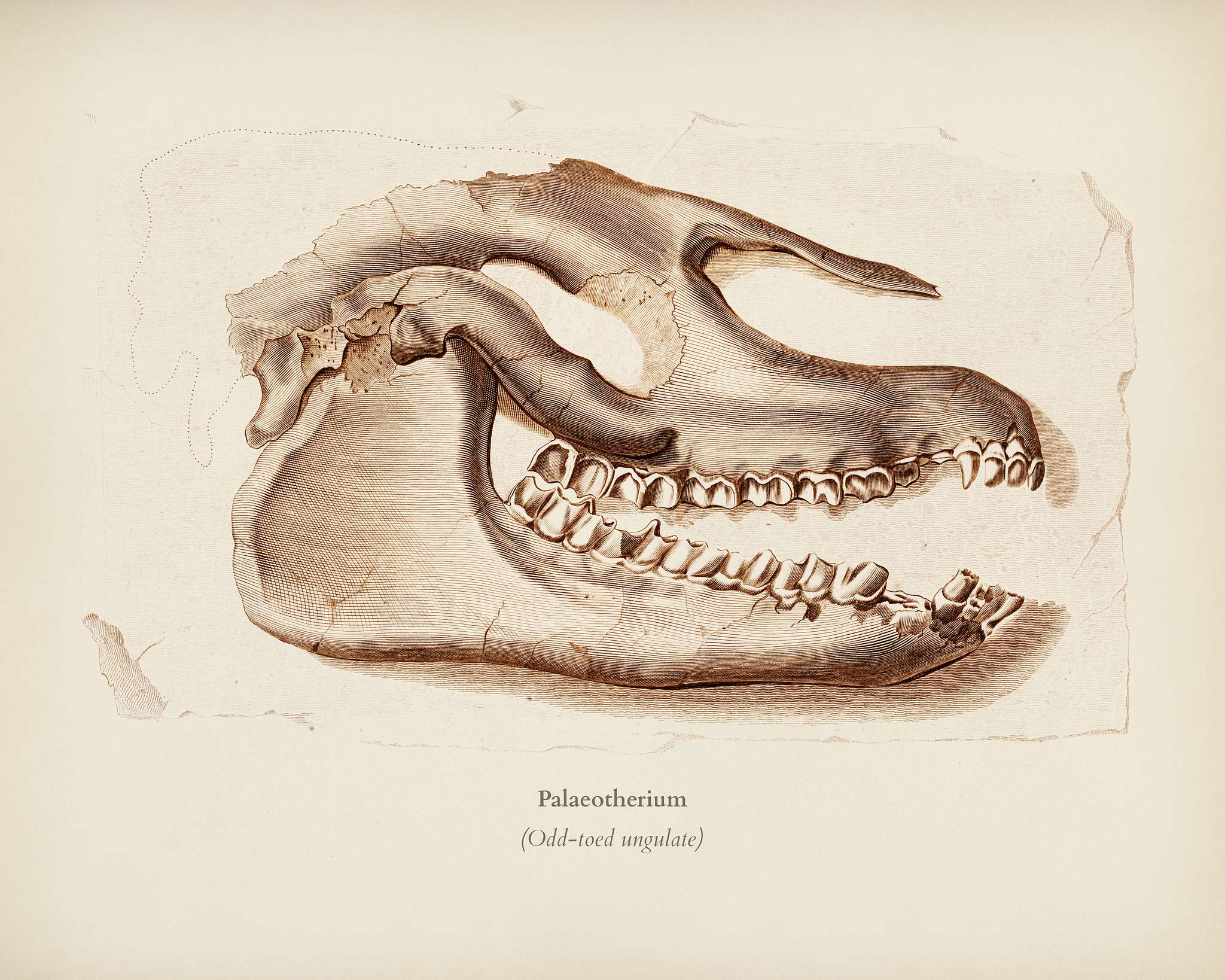 Odd-toed ungulate (Palaeotherium) illustrated by Charles Dessalines D' Orbigny (1806-1876). Digitally enhanced from our... Odd-toed ungulate (Palaeotherium) illustrated by Charles Dessalines D' Orbigny (1806-1876). Digitally enhanced from our...