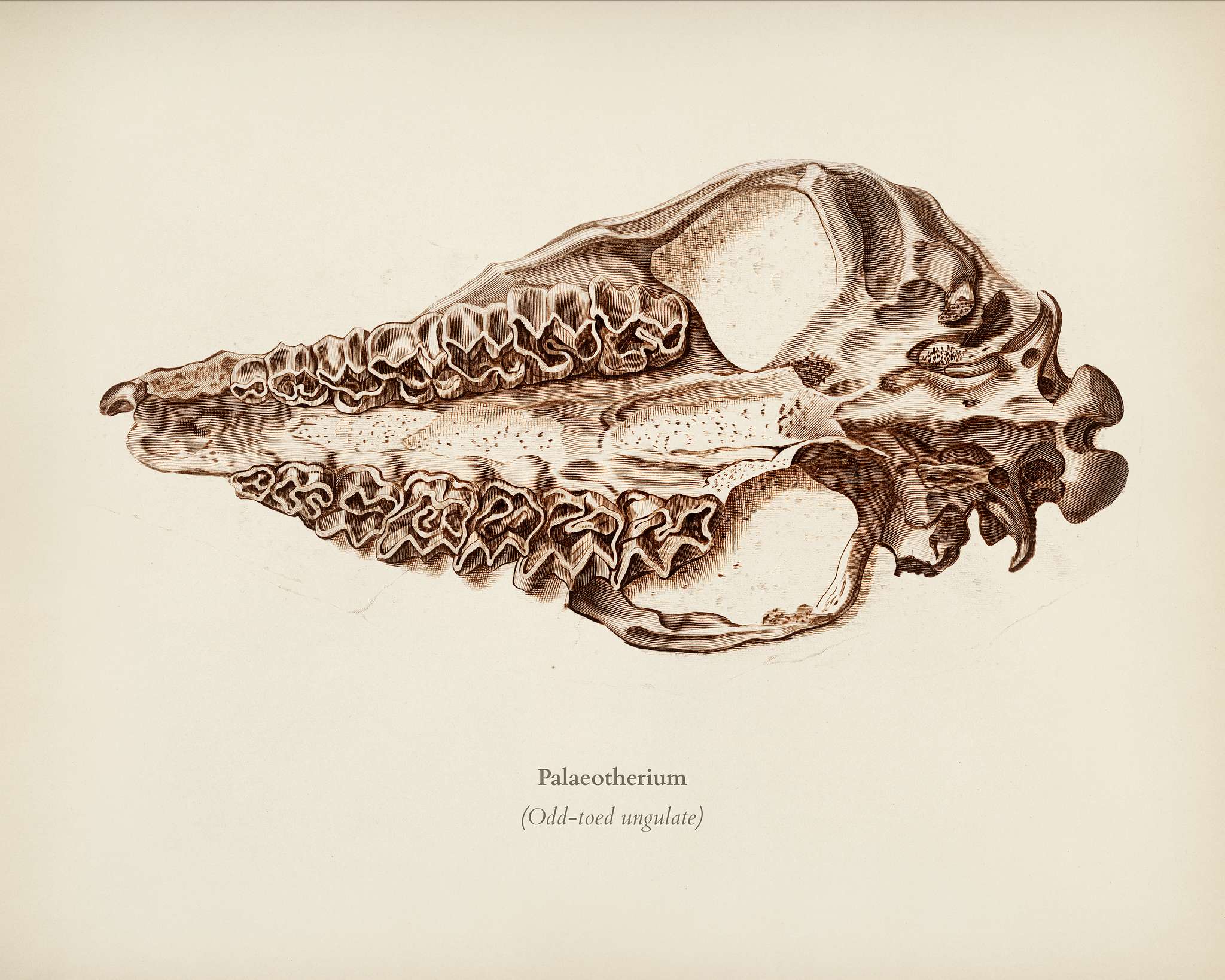 Odd-toed ungulate (Palaeotherium) illustrated by Charles Dessalines D' Orbigny (1806-1876). Digitally enhanced from our... Odd-toed ungulate (Palaeotherium) illustrated by Charles Dessalines D' Orbigny (1806-1876). Digitally enhanced from our...