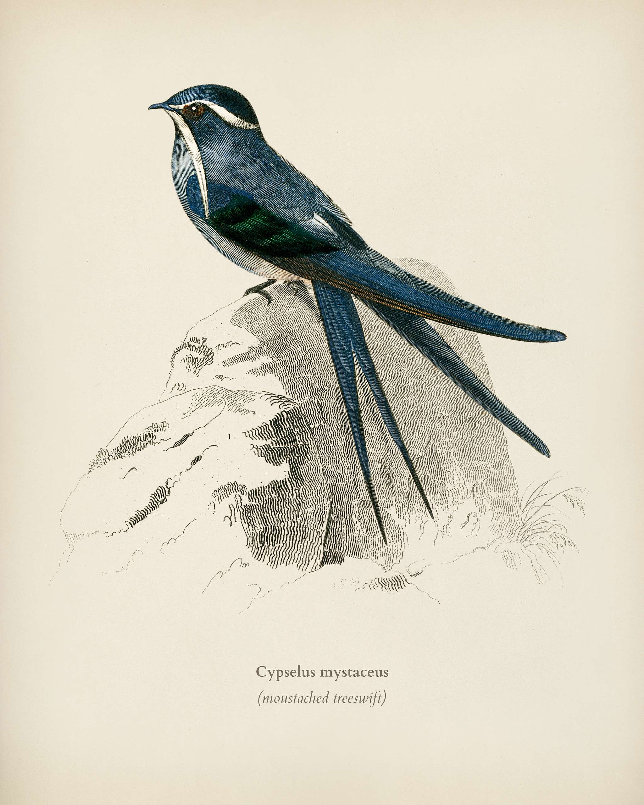 Moustached (Cypselus mystaceus) illustrated by Charles Dessalines D' Orbigny (1806-1876). Digitally enhanced from our... Moustached (Cypselus mystaceus) illustrated by Charles Dessalines D' Orbigny (1806-1876). Digitally enhanced from our...