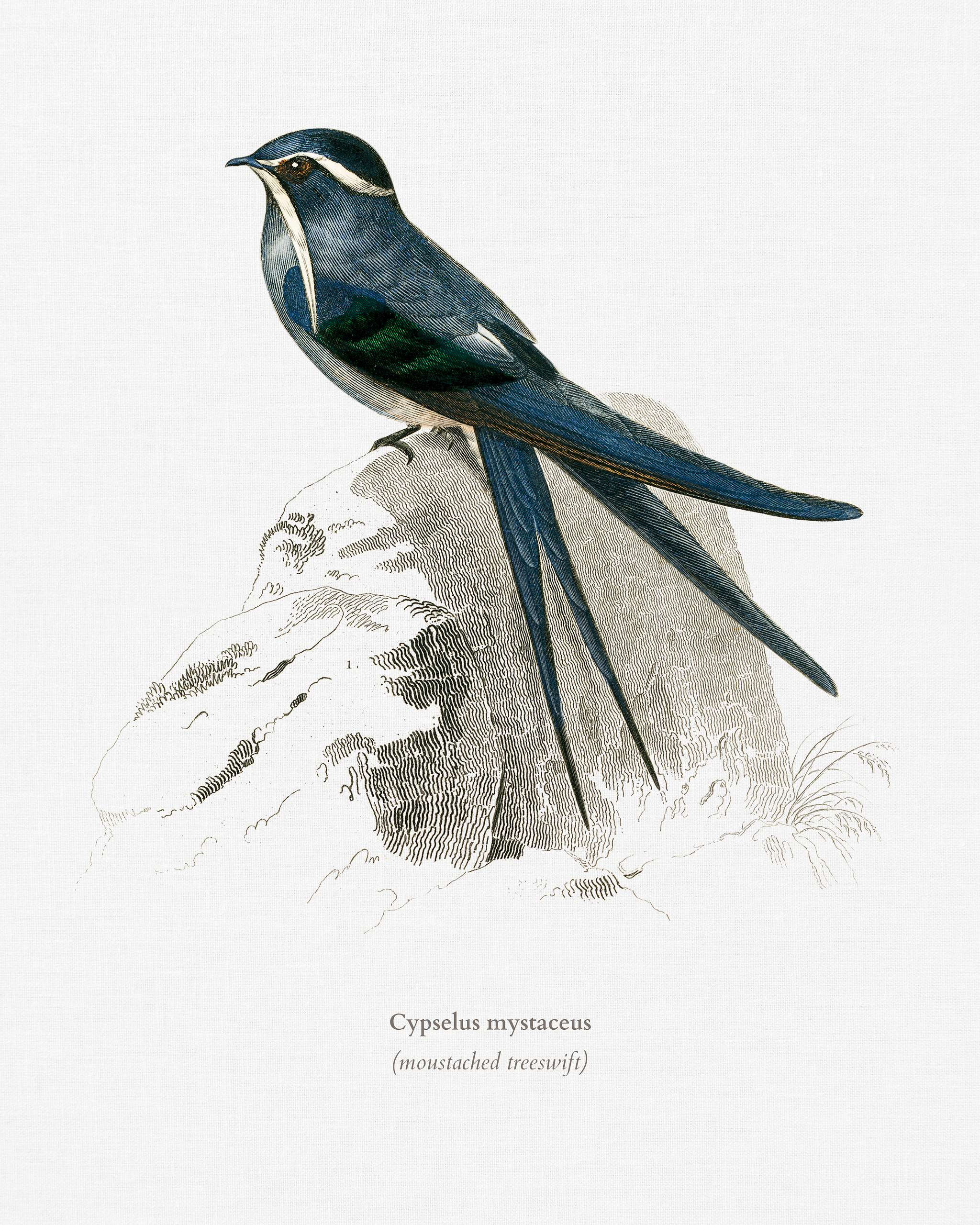 Moustached (Cypselus mystaceus) illustrated by Charles Dessalines D' Orbigny (1806-1876). Digitally enhanced from our... Moustached (Cypselus mystaceus) illustrated by Charles Dessalines D' Orbigny (1806-1876). Digitally enhanced from our...