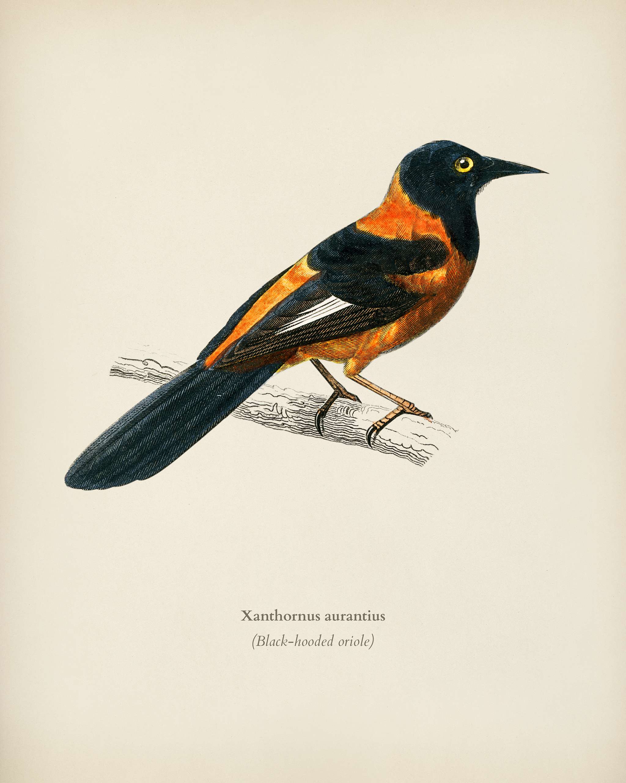 Black-hooded oriole (Xanthornus aurantius) illustrated by Charles Dessalines D' Orbigny (1806-1876). Digitally enhanced... Black-hooded oriole (Xanthornus aurantius) illustrated by Charles Dessalines D' Orbigny (1806-1876). Digitally enhanced...