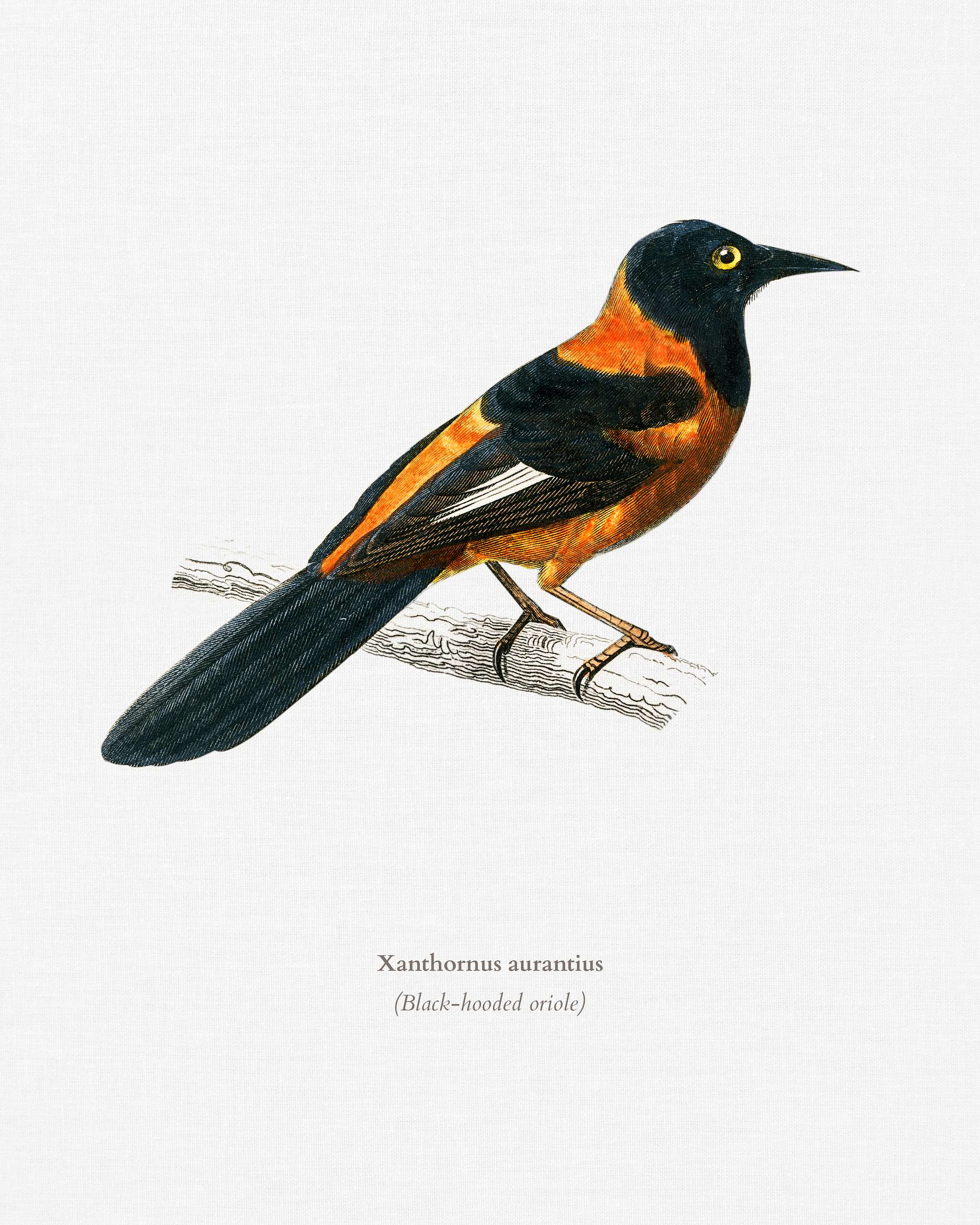 Black-hooded oriole (Xanthornus aurantius) illustrated by Charles Dessalines D' Orbigny (1806-1876). Digitally enhanced... Black-hooded oriole (Xanthornus aurantius) illustrated by Charles Dessalines D' Orbigny (1806-1876). Digitally enhanced...