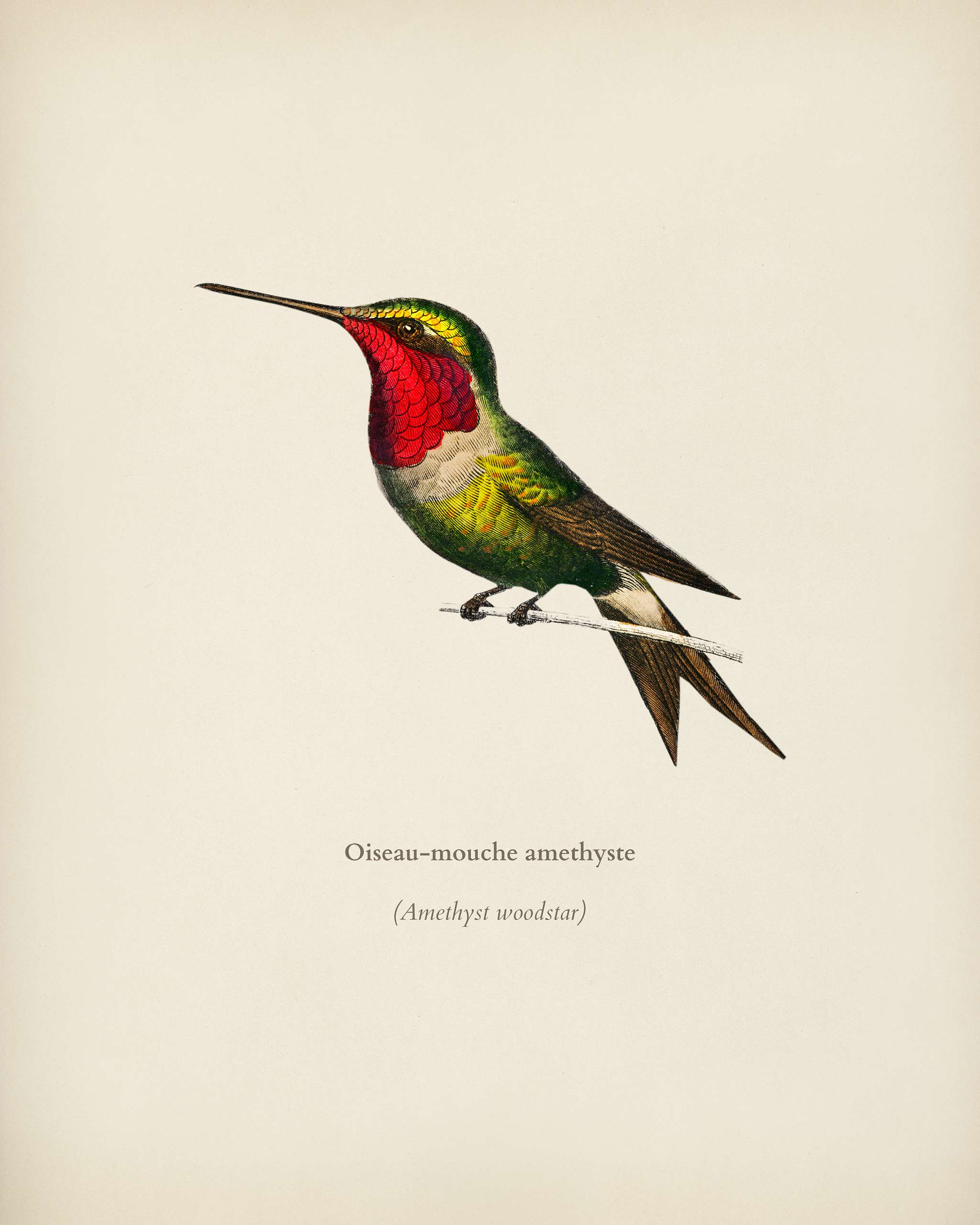 Amethyst Woodestar (Oiseau-Mouche Amethyste) illustrated by Charles Dessalines D' Orbigny (1806-1876). Digitally... Amethyst Woodestar (Oiseau-Mouche Amethyste) illustrated by Charles Dessalines D' Orbigny (1806-1876). Digitally...