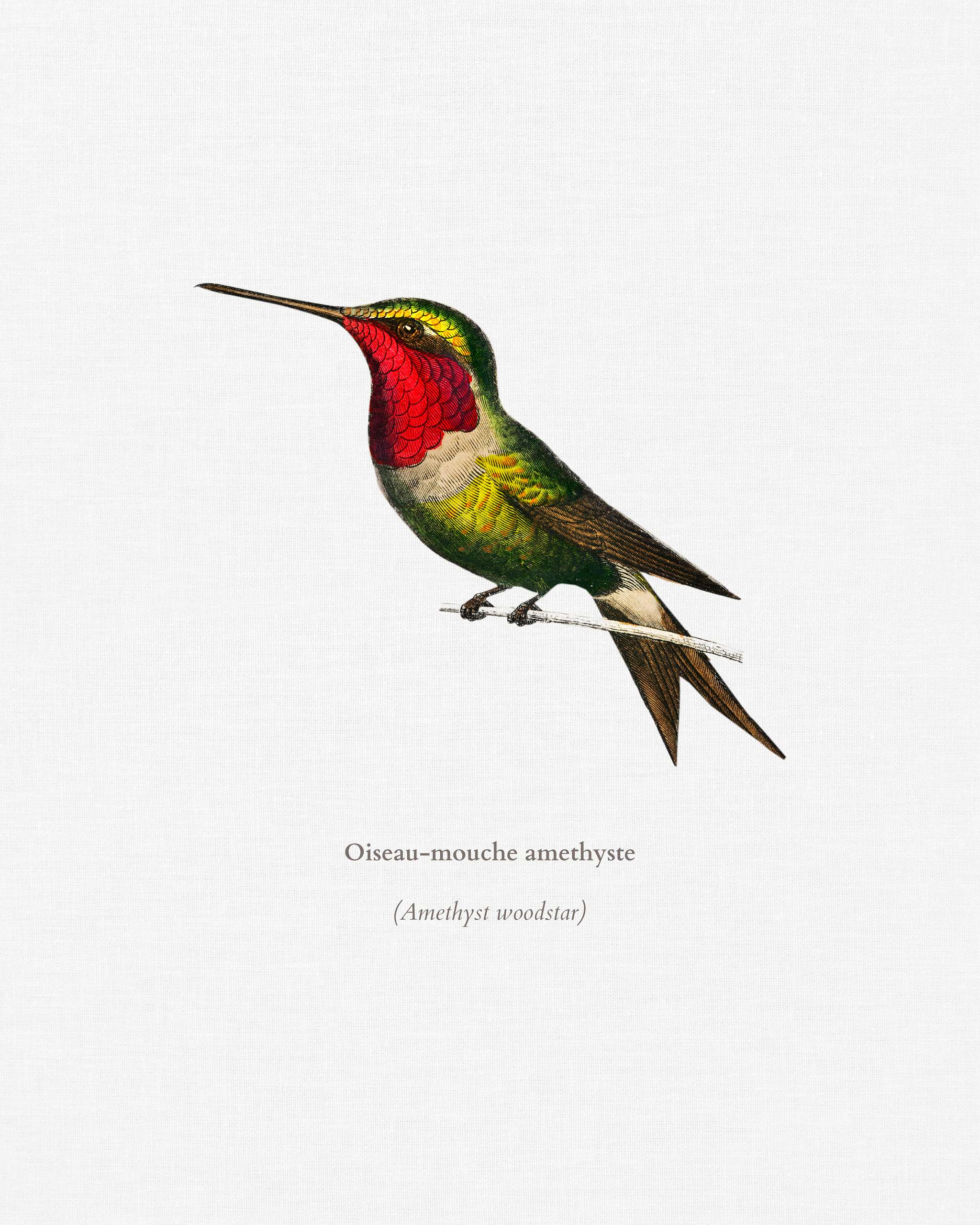 Amethyst Woodestar (Oiseau-Mouche Amethyste) illustrated by Charles Dessalines D' Orbigny (1806-1876). Digitally... Amethyst Woodestar (Oiseau-Mouche Amethyste) illustrated by Charles Dessalines D' Orbigny (1806-1876). Digitally...