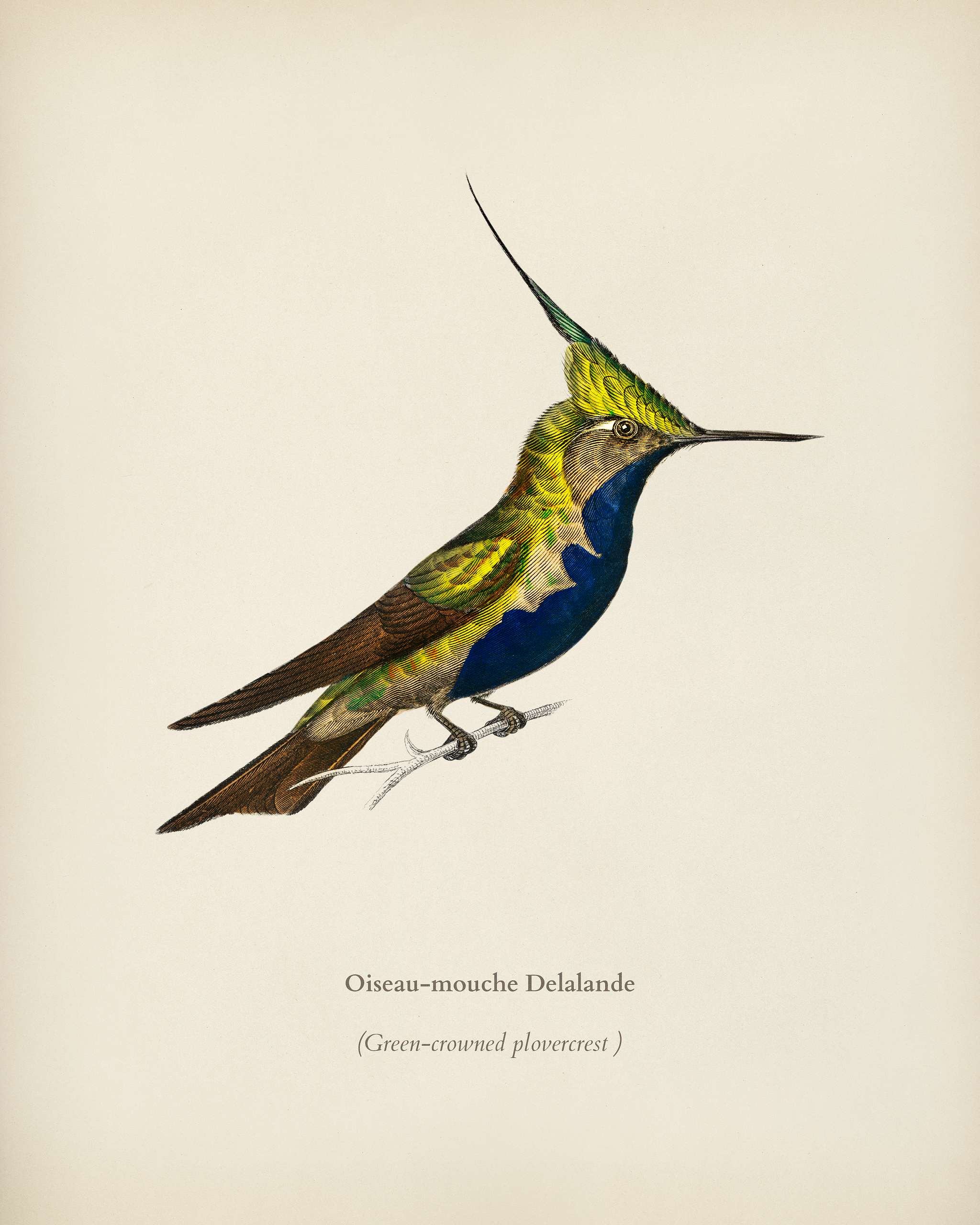 Green-crowned plovercrest (Oiseau-mouche Delalande) illustrated by Charles Dessalines D' Orbigny (1806-1876). Digitally... Green-crowned plovercrest (Oiseau-mouche Delalande) illustrated by Charles Dessalines D' Orbigny (1806-1876). Digitally...