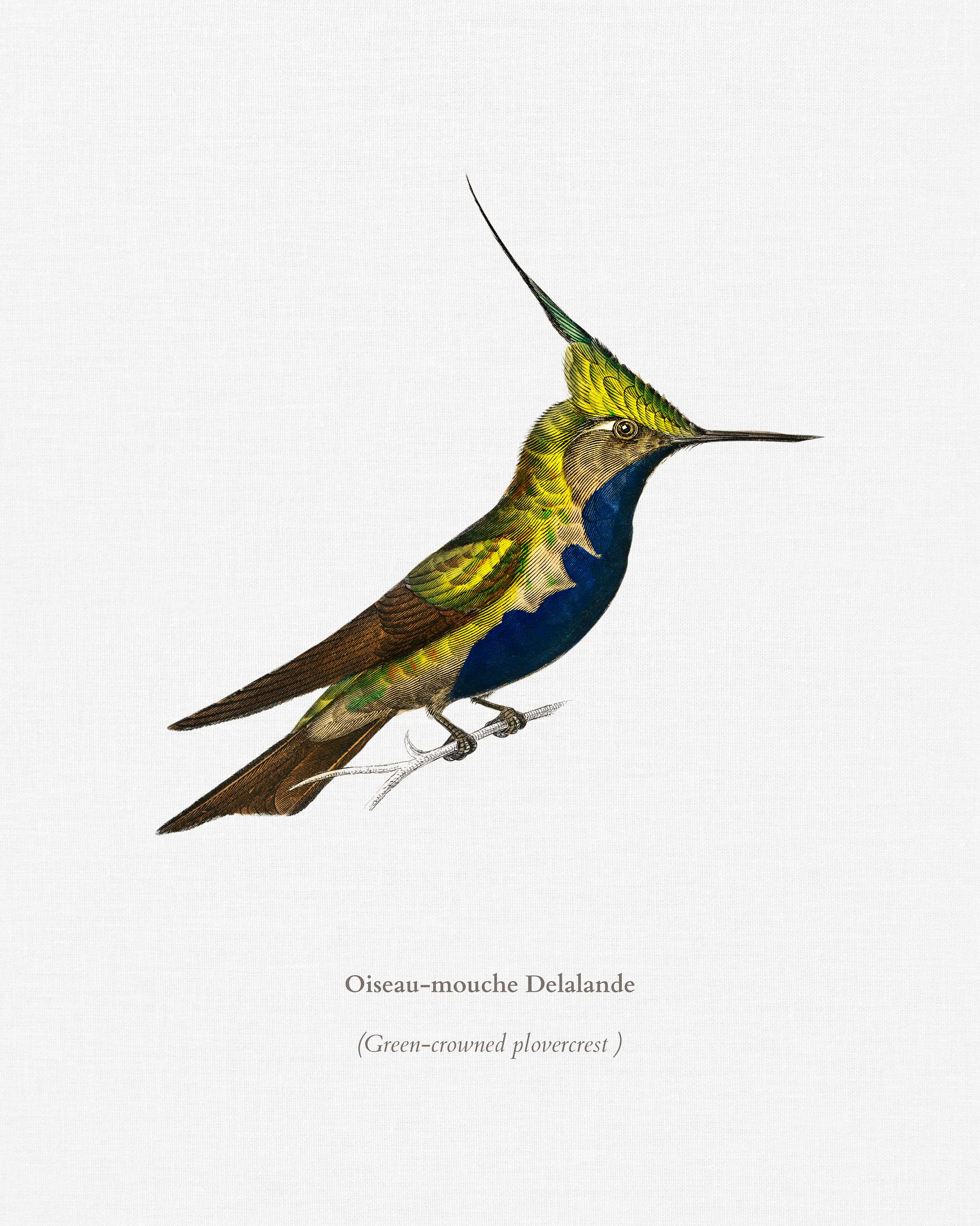 Green-crowned plovercrest (Oiseau-mouche Delalande) illustrated by Charles Dessalines D' Orbigny (1806-1876). Digitally... Green-crowned plovercrest (Oiseau-mouche Delalande) illustrated by Charles Dessalines D' Orbigny (1806-1876). Digitally...
