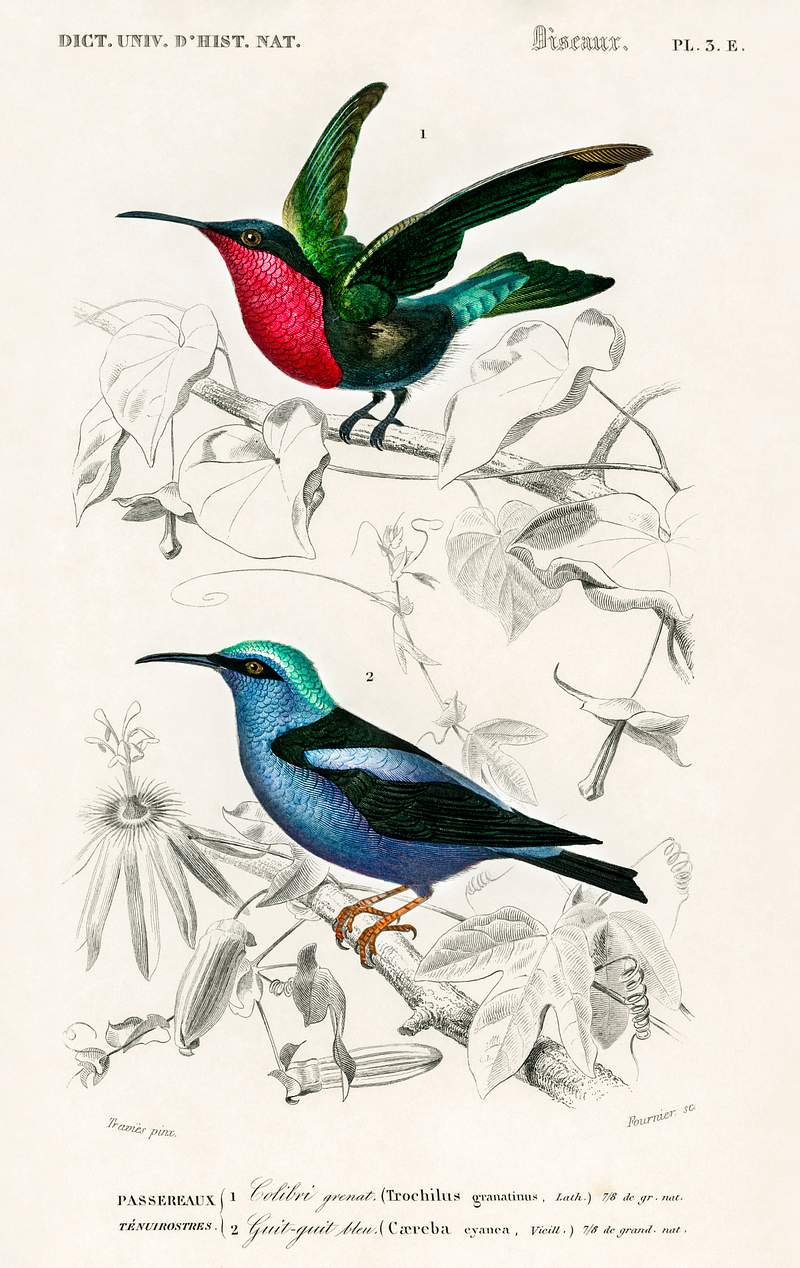Different types of birds illustrated by… | Free public domain illustration Different types of birds illustrated by Charles Dessalines D' Orbigny (1806-1876) Digitally enhanced from our own 1892…