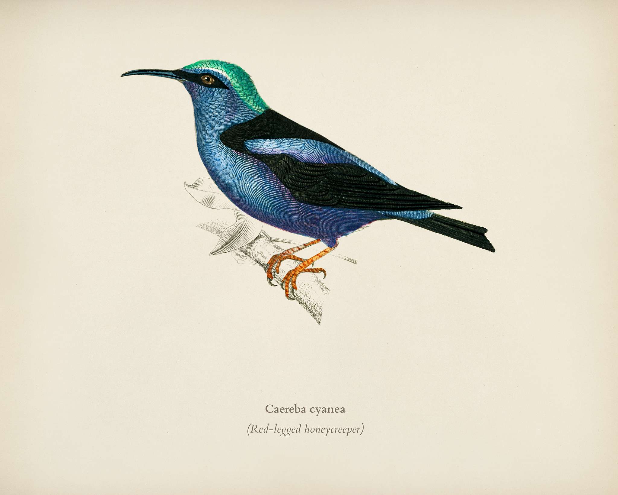 Red-legged honeycreeper (Caereba cyanea) illustrated by Charles Dessalines D' Orbigny (1806-1876) .Digitally enhanced... Red-legged honeycreeper (Caereba cyanea) illustrated by Charles Dessalines D' Orbigny (1806-1876) .Digitally enhanced...
