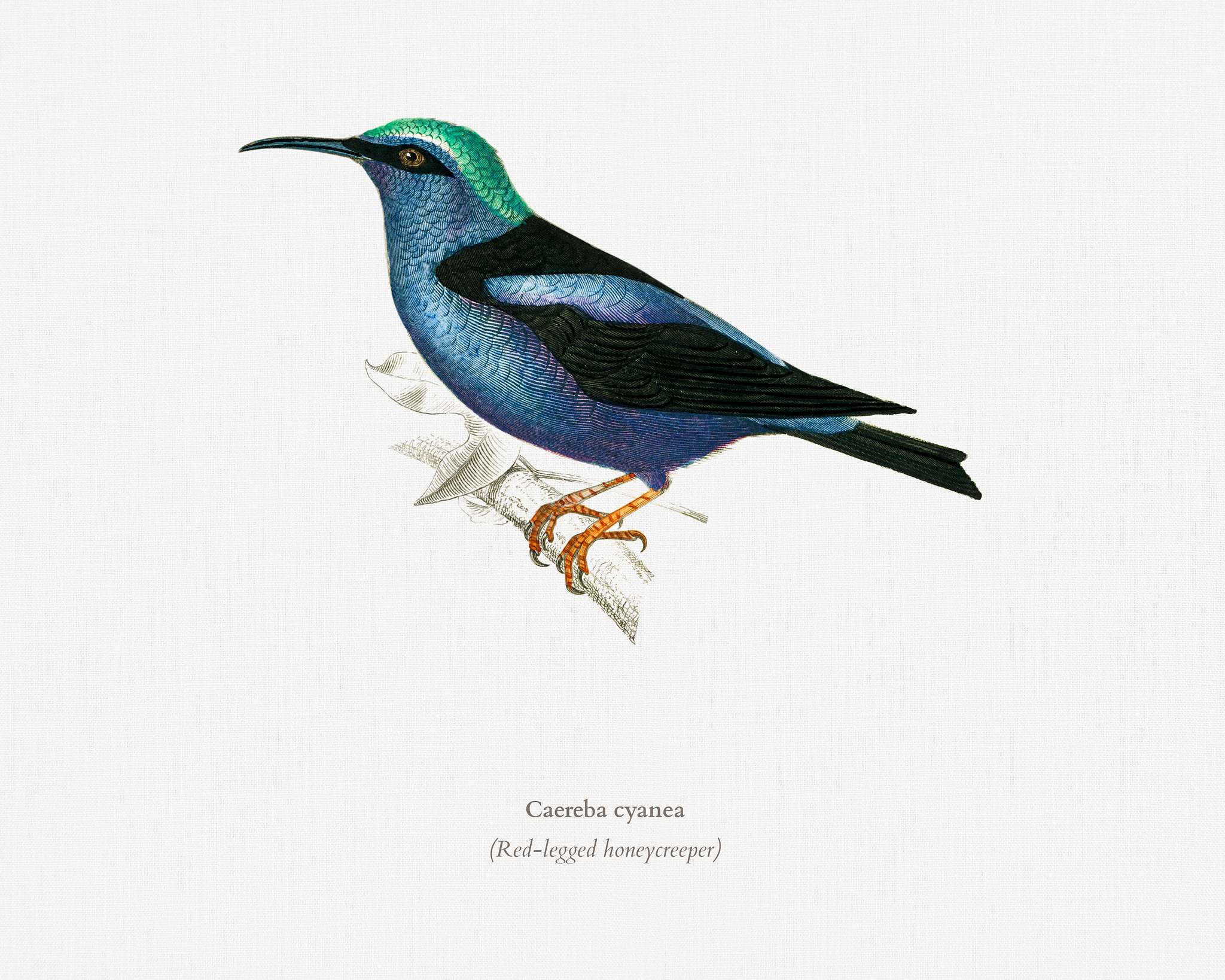 Red-legged honeycreeper (Caereba cyanea) illustrated by Charles Dessalines D' Orbigny (1806-1876) .Digitally enhanced... Red-legged honeycreeper (Caereba cyanea) illustrated by Charles Dessalines D' Orbigny (1806-1876) .Digitally enhanced...