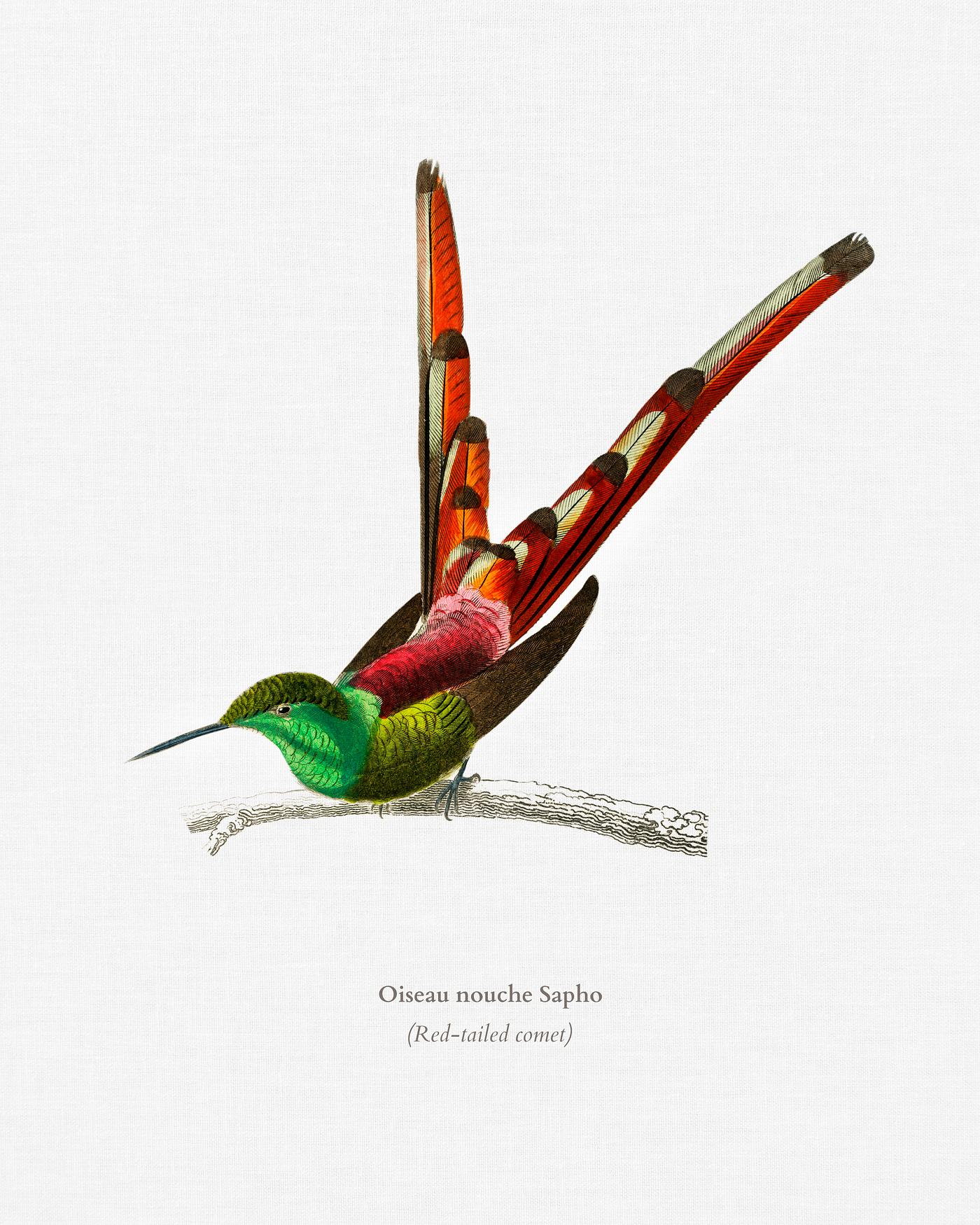 Red-tailed comet (Oiseau nouche Sapho) illustrated by Charles Dessalines D' Orbigny (1806-1876). Digitally enhanced from... Red-tailed comet (Oiseau nouche Sapho) illustrated by Charles Dessalines D' Orbigny (1806-1876). Digitally enhanced from...