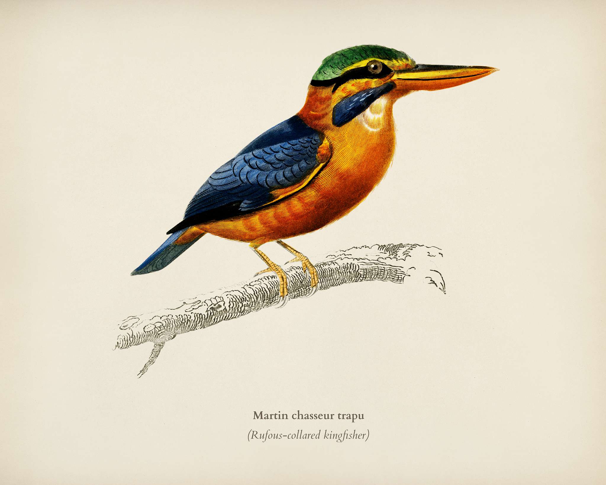 Rufous-collared kingfisher (Martin chasseur trapu) illustrated by Charles Dessalines D' Orbigny (1806-1876). Digitally... Rufous-collared kingfisher (Martin chasseur trapu) illustrated by Charles Dessalines D' Orbigny (1806-1876). Digitally...