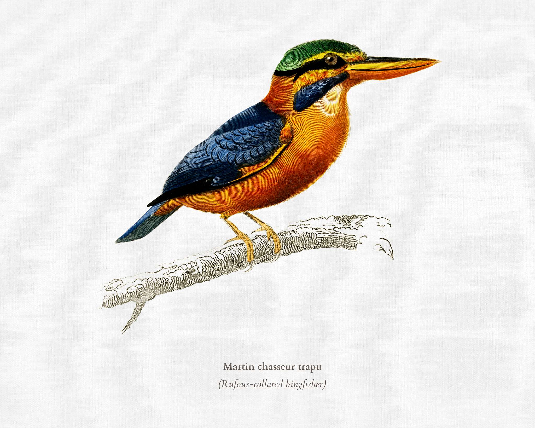 Rufous-collared kingfisher (Martin chasseur trapu) illustrated by Charles Dessalines D' Orbigny (1806-1876). Digitally... Rufous-collared kingfisher (Martin chasseur trapu) illustrated by Charles Dessalines D' Orbigny (1806-1876). Digitally...