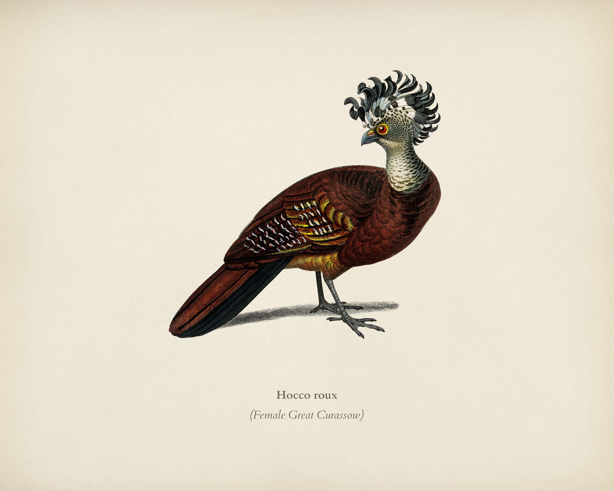 Female great curassow (Hocco roux) illustrated by Charles Dessalines D' Orbigny (1806-1876). Digitally enhanced from our... Female great curassow (Hocco roux) illustrated by Charles Dessalines D' Orbigny (1806-1876). Digitally enhanced from our...