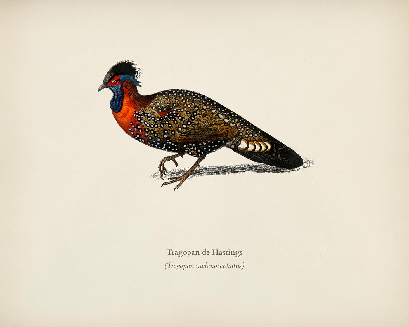 Tragopan de Hastings illustrated by Charles Dessalines D' Orbigny (1806-1876). Digitally enhanced from our own 1892... Tragopan de Hastings illustrated by Charles Dessalines D' Orbigny (1806-1876). Digitally enhanced from our own 1892...