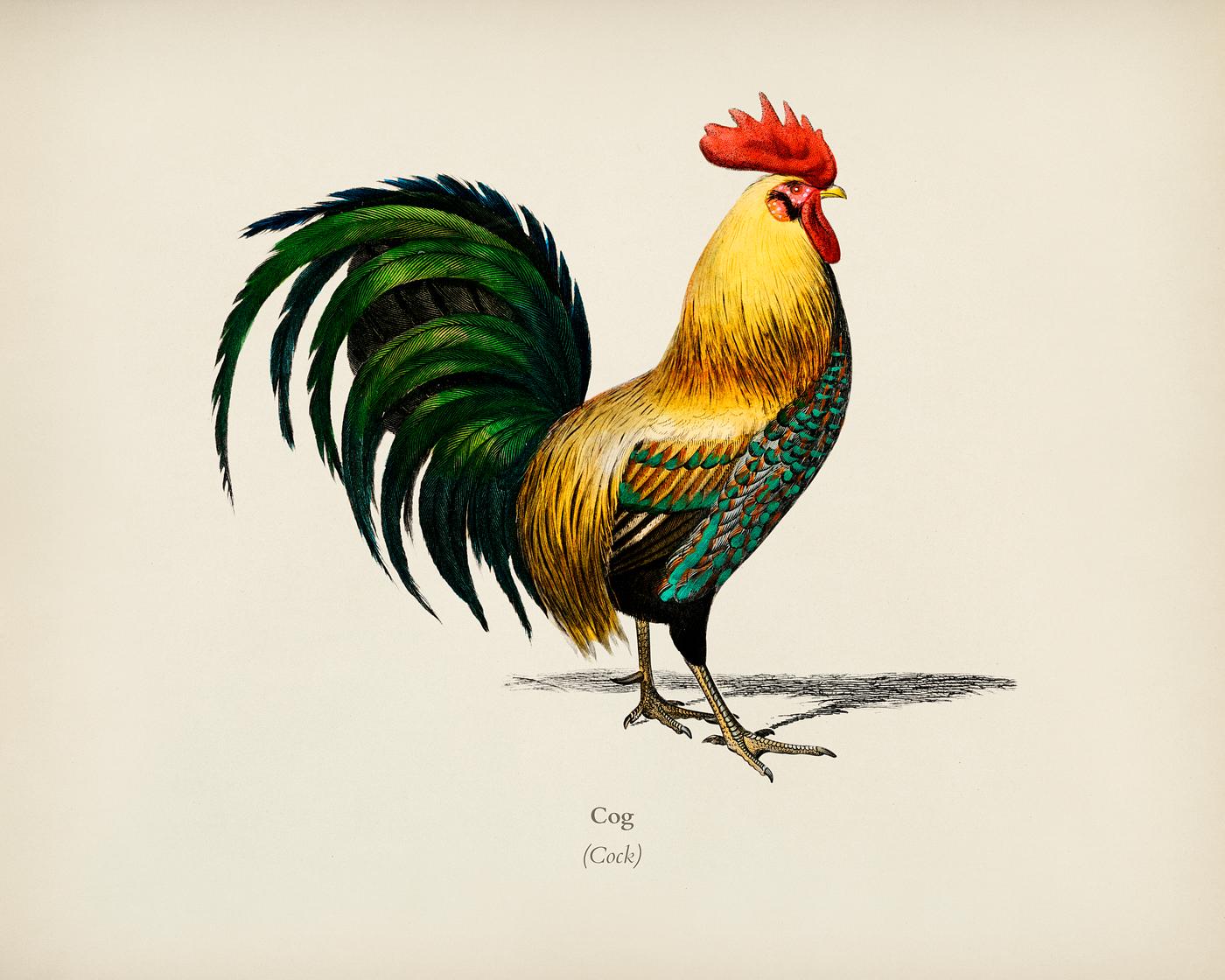 Cock illustrated by Charles Dessalines D' Orbigny (1806-1876). Digitally enhanced from our own 1892 edition of... Cock illustrated by Charles Dessalines D' Orbigny (1806-1876). Digitally enhanced from our own 1892 edition of...