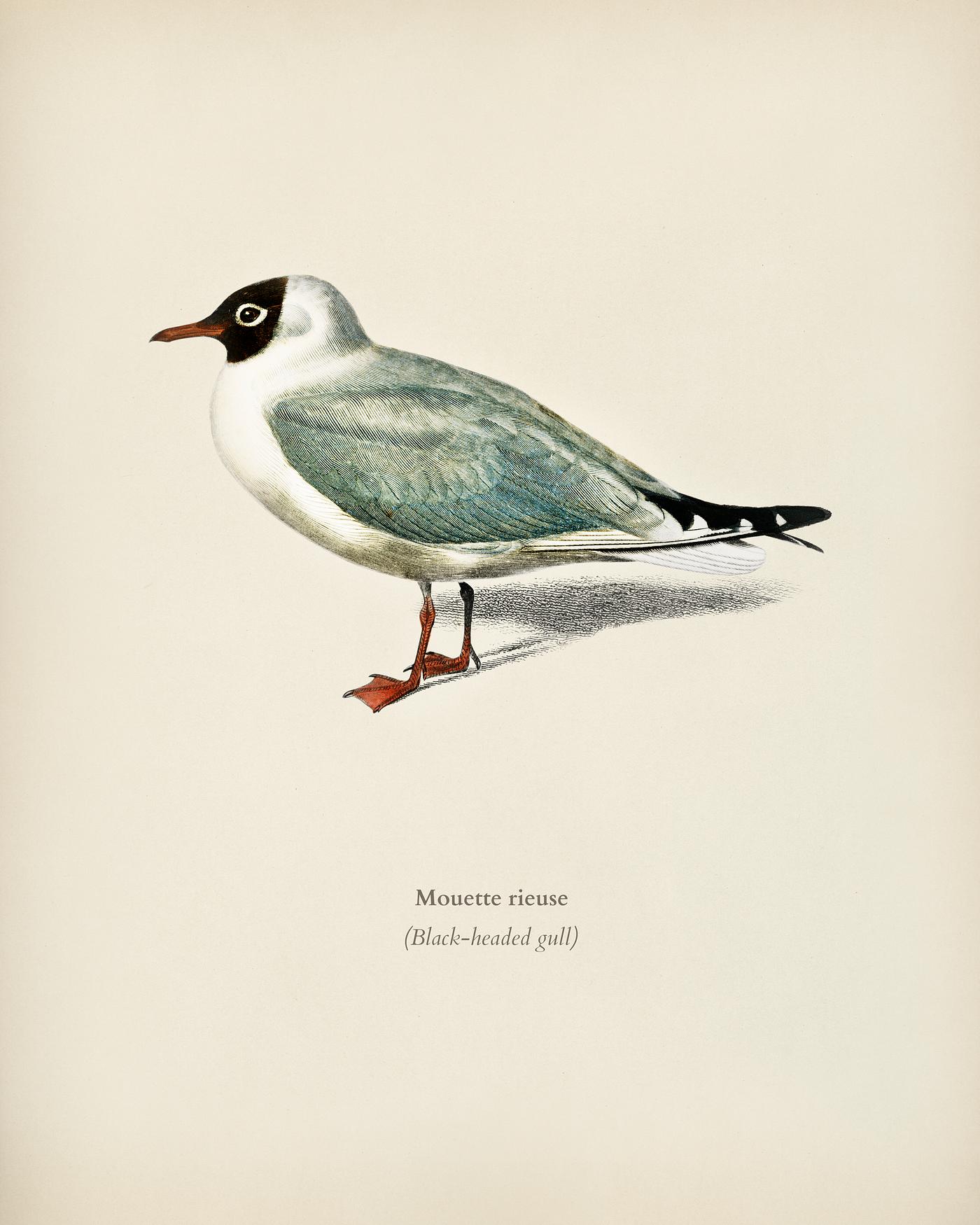 Mouette rieuse illustrated by Charles Dessalines D' Orbigny (1806-1876). Digitally enhanced from our own 1892 edition of... Mouette rieuse illustrated by Charles Dessalines D' Orbigny (1806-1876). Digitally enhanced from our own 1892 edition of...