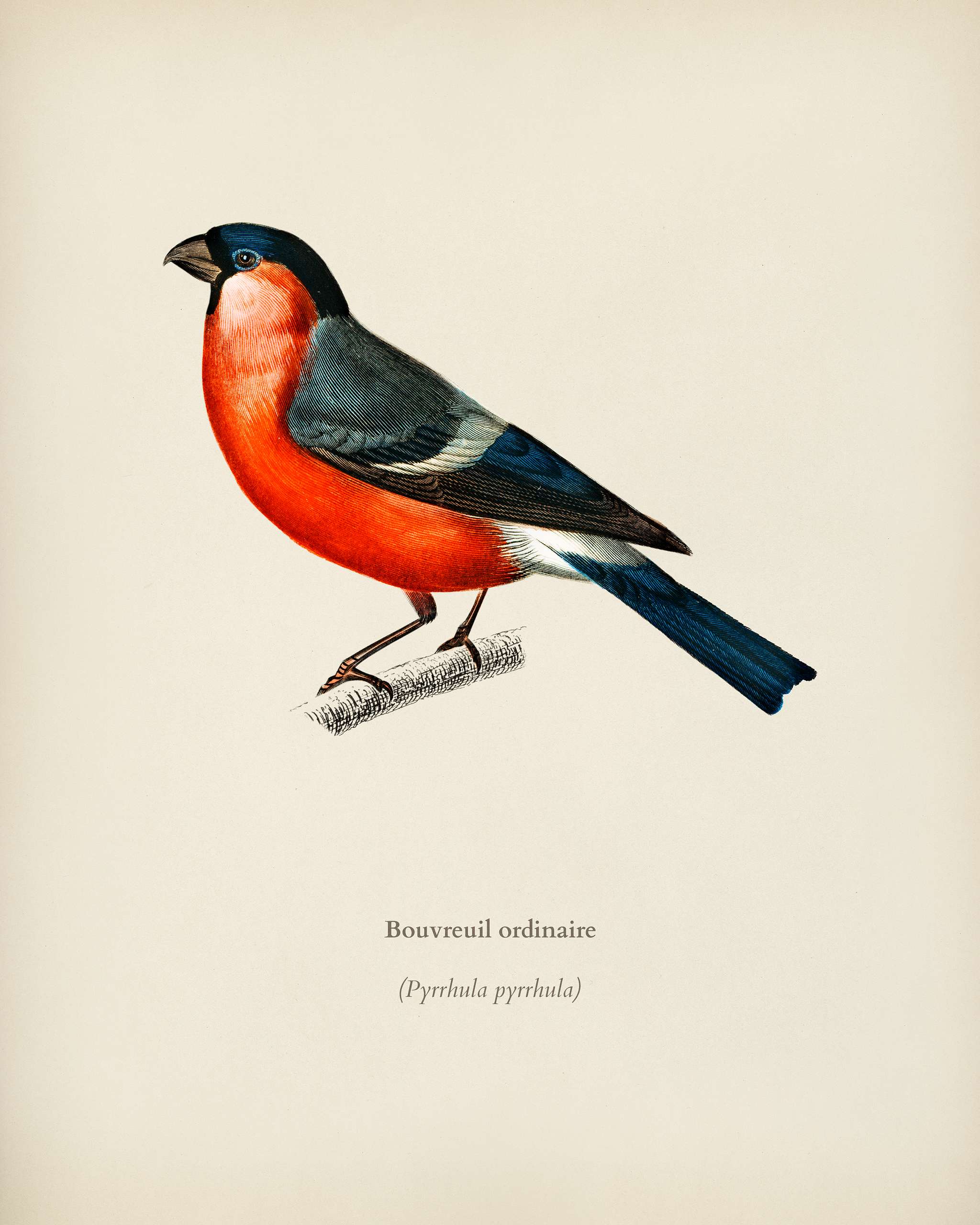 Pyrrhula pyrrhula (Bouvreuil ordinaire) illustrated by Charles Dessalines D' Orbigny (1806-1876). Digitally enhanced... Pyrrhula pyrrhula (Bouvreuil ordinaire) illustrated by Charles Dessalines D' Orbigny (1806-1876). Digitally enhanced...