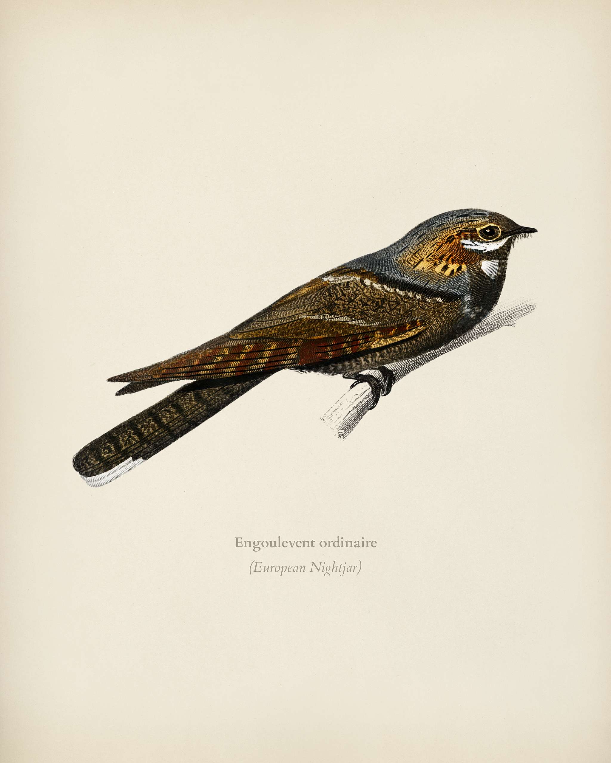 European Nightjar (Engoulevent Ordinaire) illustrated by Charles Dessalines D' Orbigny (1806-1876). Digitally enhanced... European Nightjar (Engoulevent Ordinaire) illustrated by Charles Dessalines D' Orbigny (1806-1876). Digitally enhanced...