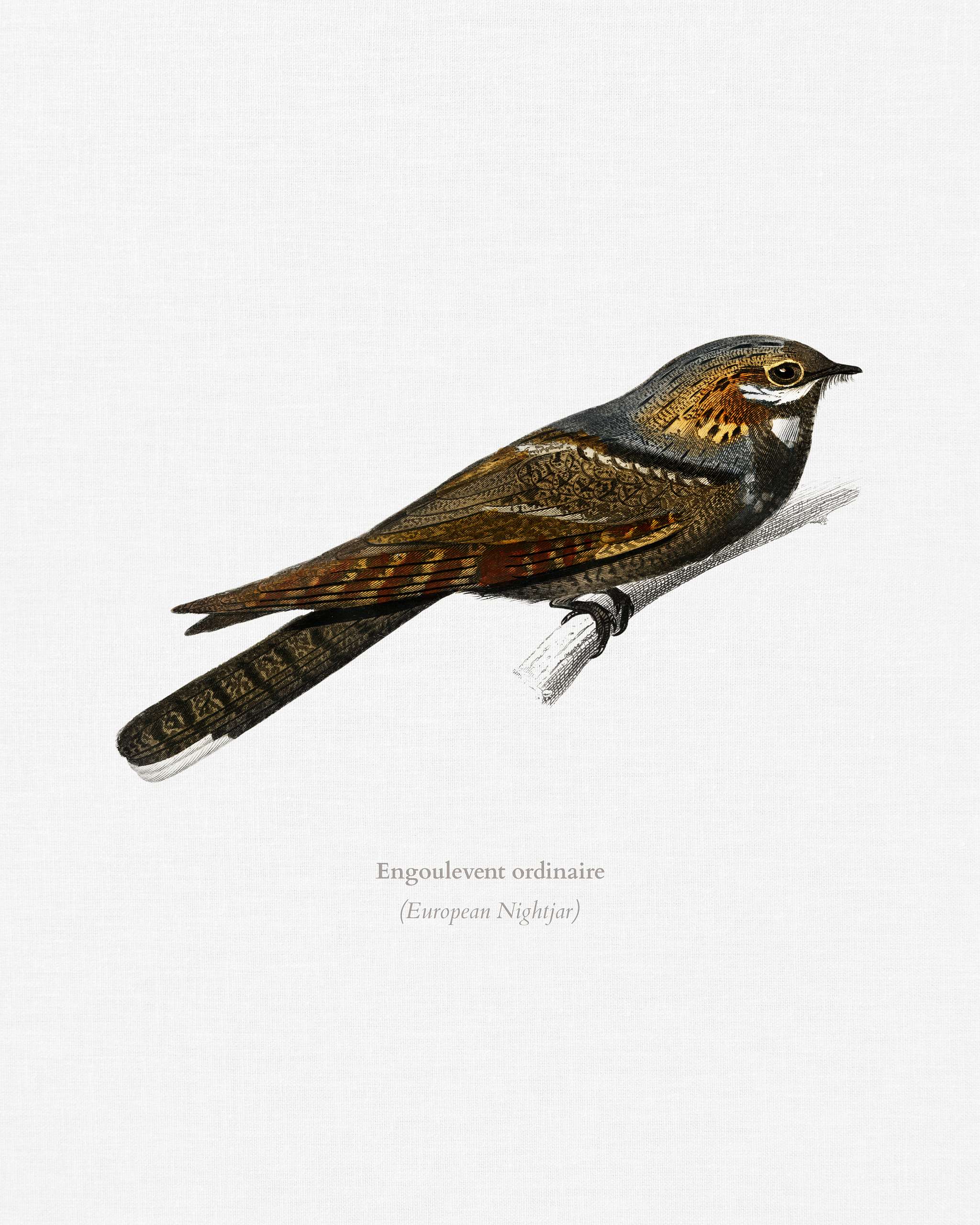 European Nightjar (Engoulevent Ordinaire) illustrated by Charles Dessalines D' Orbigny (1806-1876). Digitally enhanced... European Nightjar (Engoulevent Ordinaire) illustrated by Charles Dessalines D' Orbigny (1806-1876). Digitally enhanced...