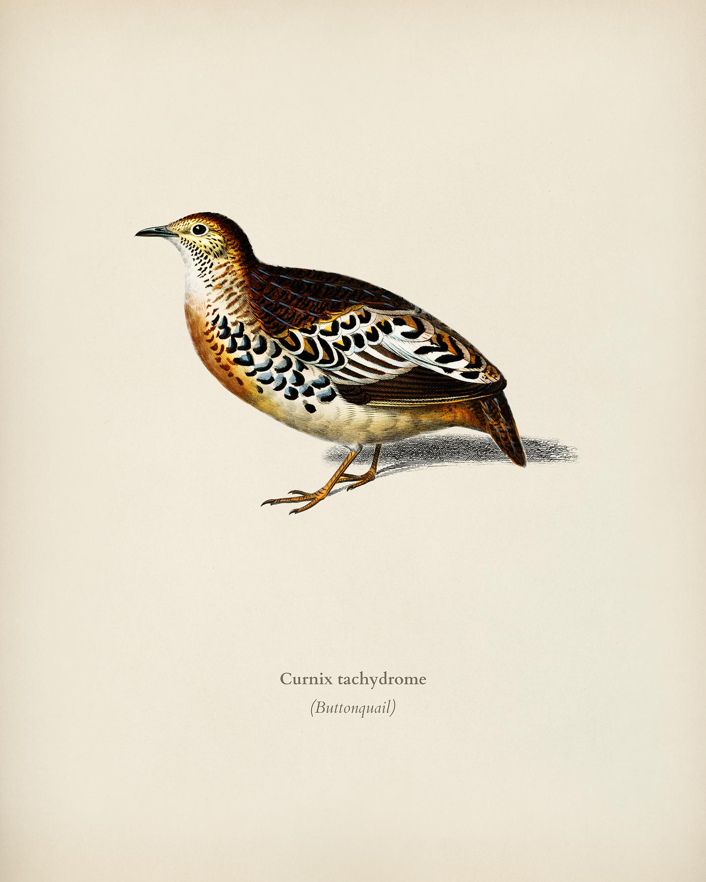 Buttonquail (Curnix tachydrome) illustrated by Charles Dessalines D' Orbigny (1806-1876). Digitally enhanced from our... Buttonquail (Curnix tachydrome) illustrated by Charles Dessalines D' Orbigny (1806-1876). Digitally enhanced from our...