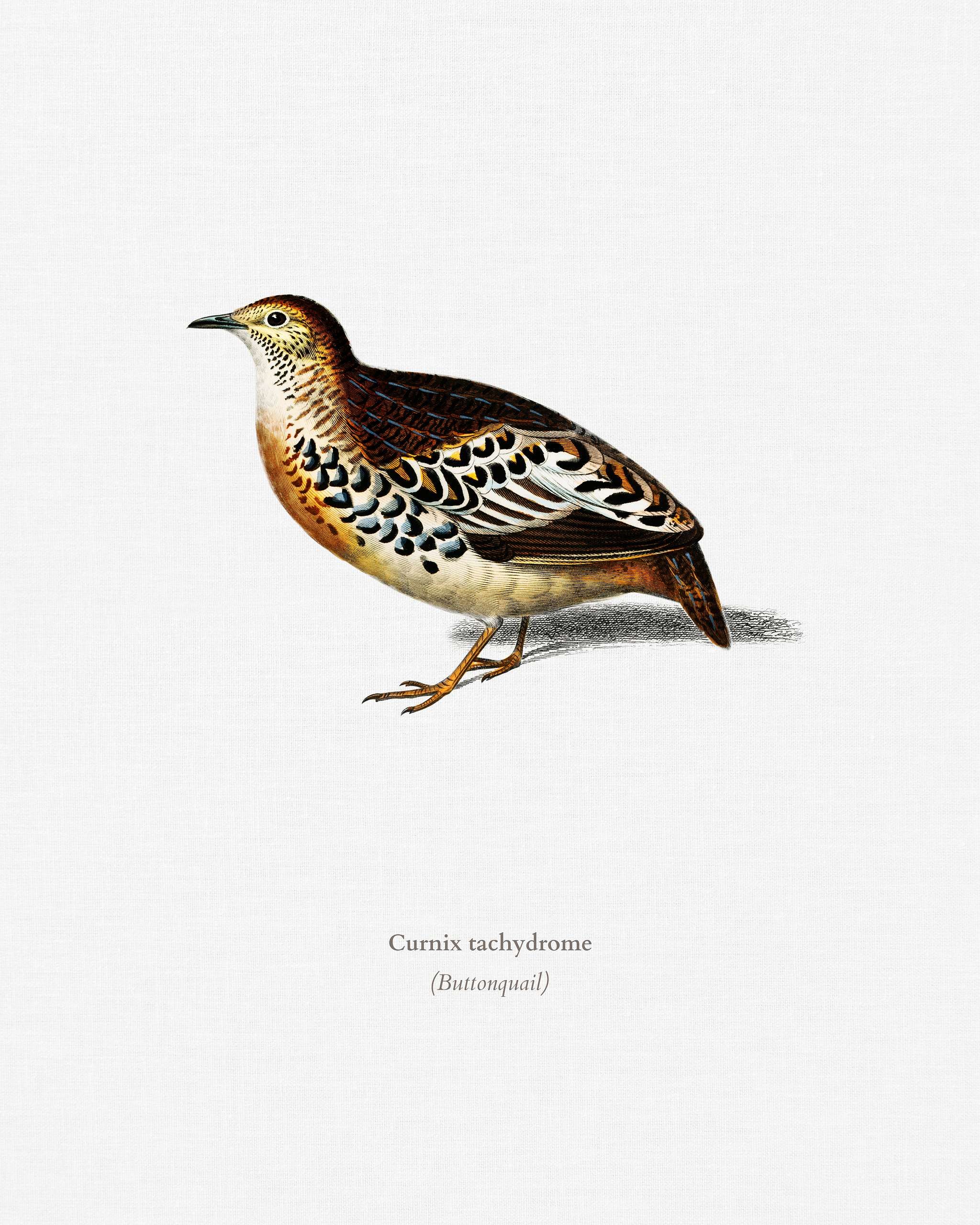 Buttonquail (Curnix tachydrome) illustrated by Charles Dessalines D' Orbigny (1806-1876). Digitally enhanced from our... Buttonquail (Curnix tachydrome) illustrated by Charles Dessalines D' Orbigny (1806-1876). Digitally enhanced from our...