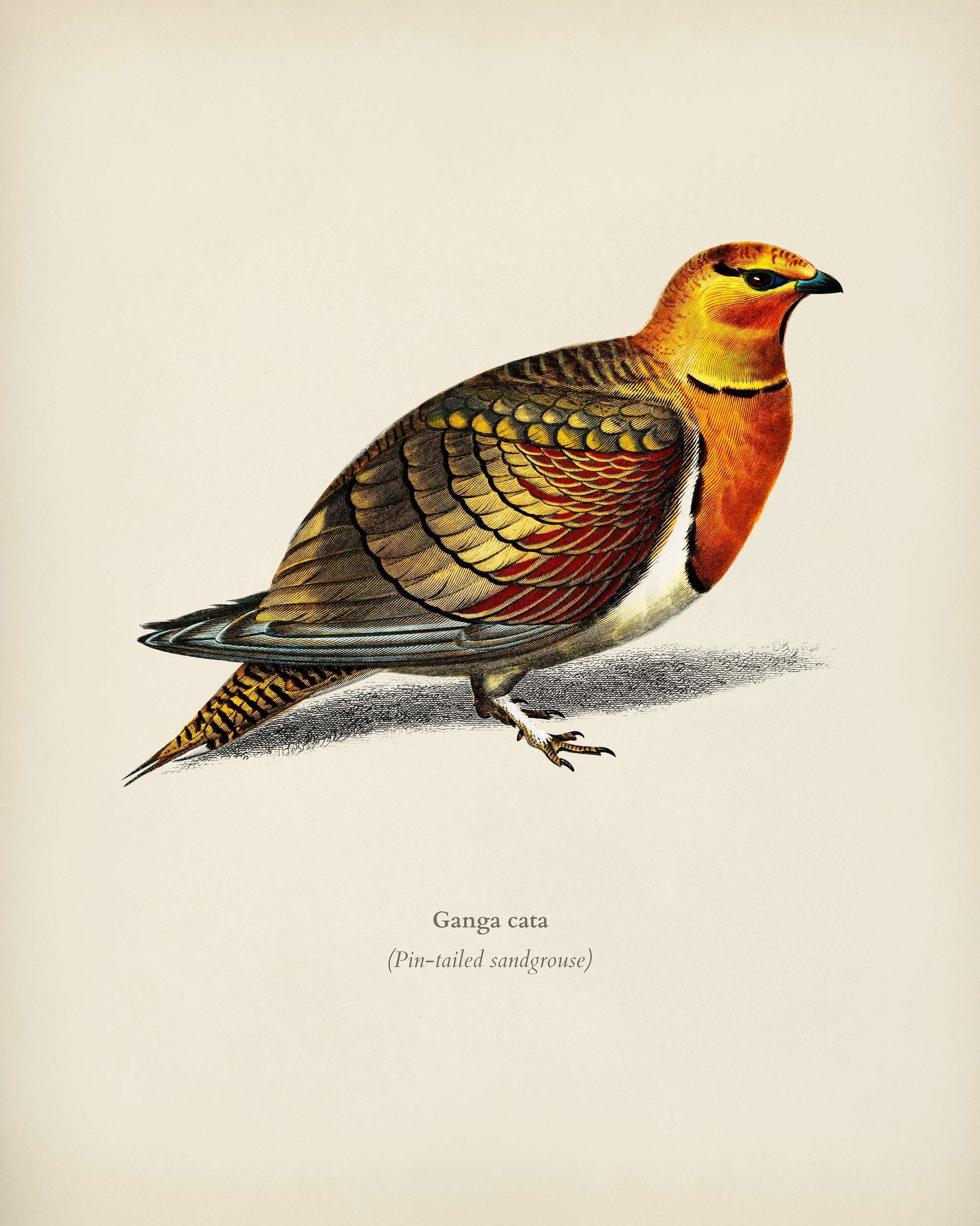 Pin-tailed sandgrouse (Ganga cata) illustrated by Charles Dessalines D' Orbigny (1806-1876). Digitally enhanced from our... Pin-tailed sandgrouse (Ganga cata) illustrated by Charles Dessalines D' Orbigny (1806-1876). Digitally enhanced from our...