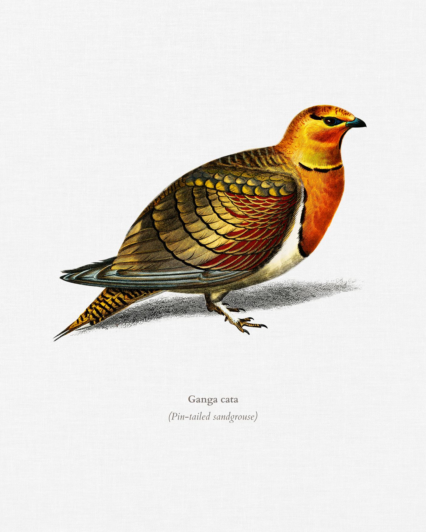 Pin-tailed sandgrouse (Ganga cata) illustrated by Charles Dessalines D' Orbigny (1806-1876). Digitally enhanced from our... Pin-tailed sandgrouse (Ganga cata) illustrated by Charles Dessalines D' Orbigny (1806-1876). Digitally enhanced from our...