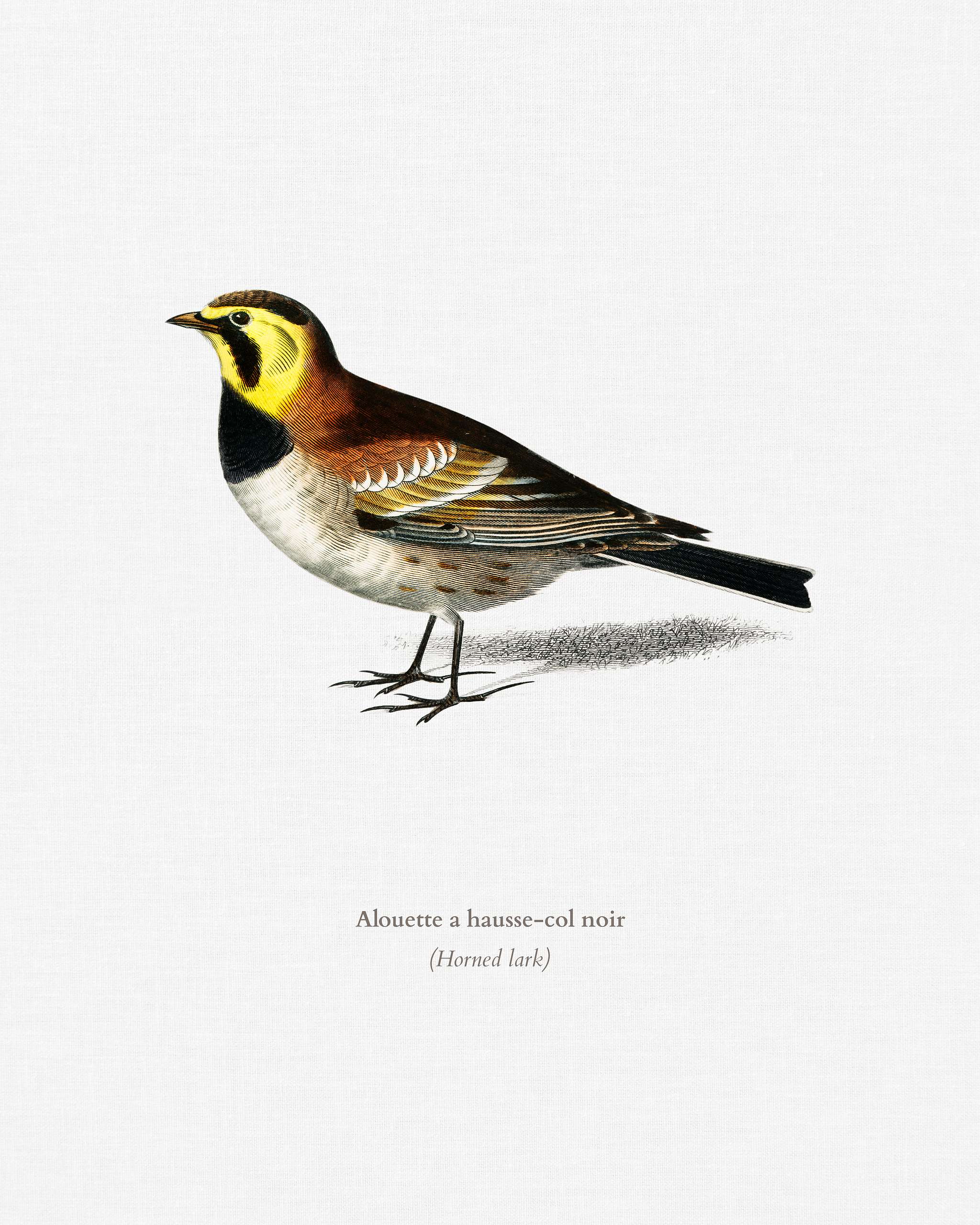 Horned lark (Alouette a hausse-col noir) illustrated by Charles Dessalines D' Orbigny (1806-1876). Digitally enhanced... Horned lark (Alouette a hausse-col noir) illustrated by Charles Dessalines D' Orbigny (1806-1876). Digitally enhanced...