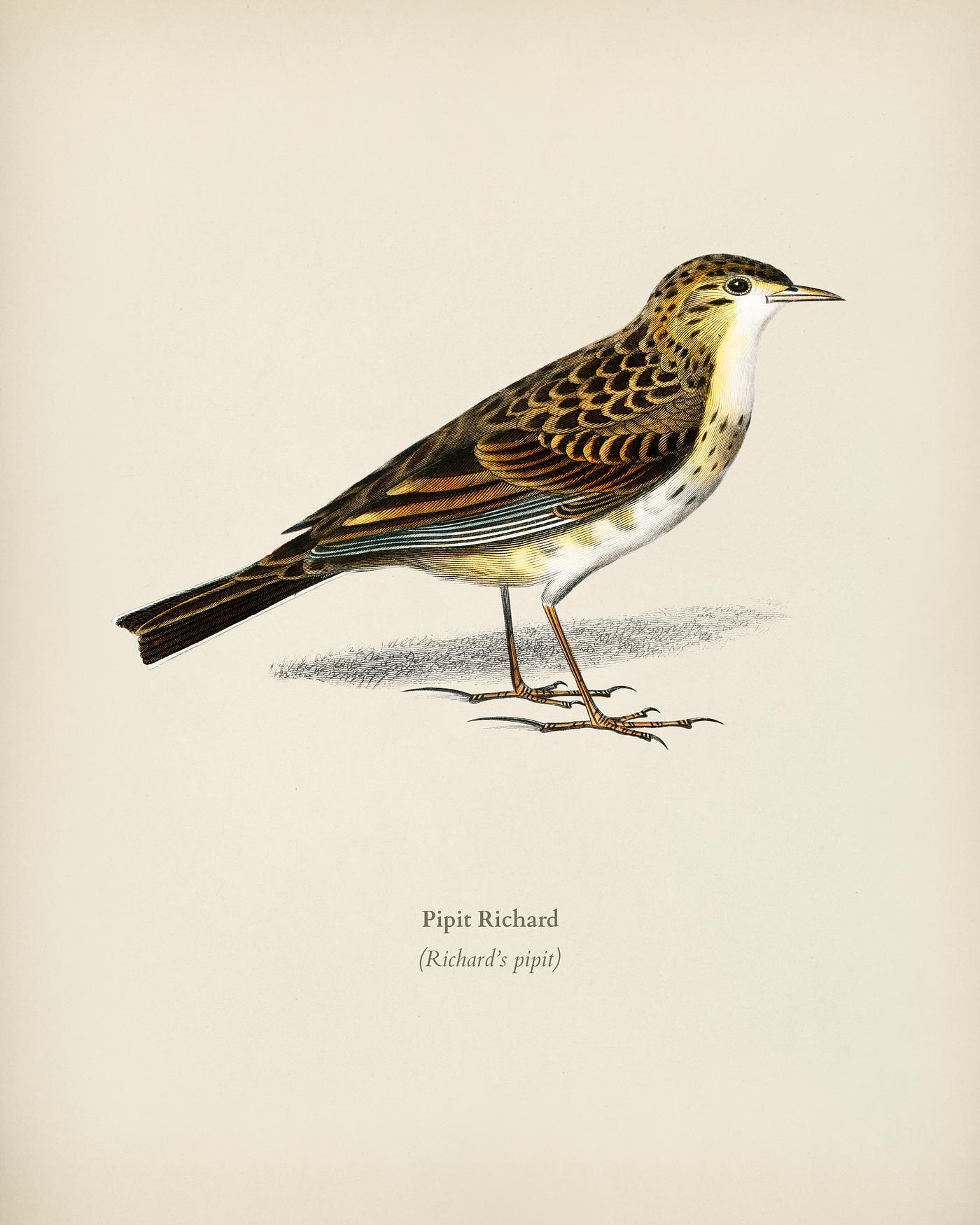 Richard 's pipit (Pipit Richard) illustrated by Charles Dessalines D' Orbigny (1806-1876). Digitally enhanced from... Richard 's pipit (Pipit Richard) illustrated by Charles Dessalines D' Orbigny (1806-1876). Digitally enhanced from...