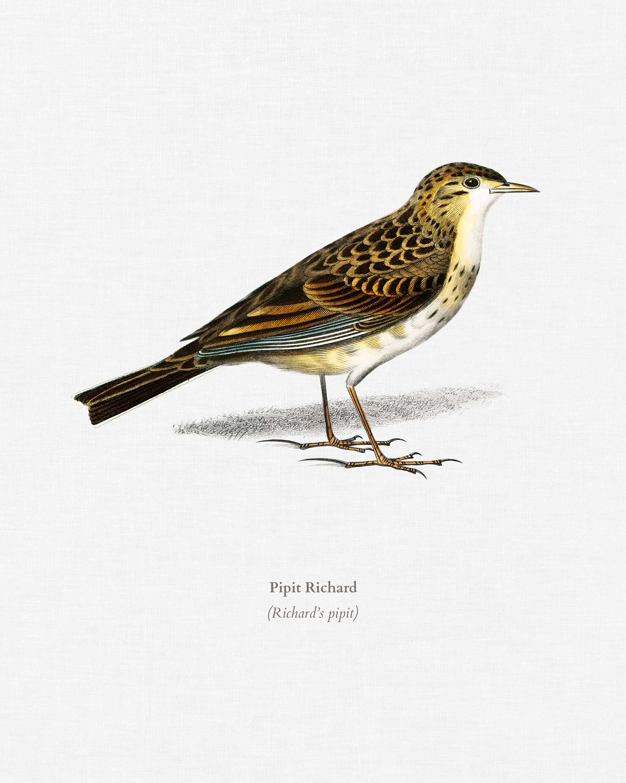 Richard 's pipit (Pipit Richard) illustrated by Charles Dessalines D' Orbigny (1806-1876). Digitally enhanced from... Richard 's pipit (Pipit Richard) illustrated by Charles Dessalines D' Orbigny (1806-1876). Digitally enhanced from...