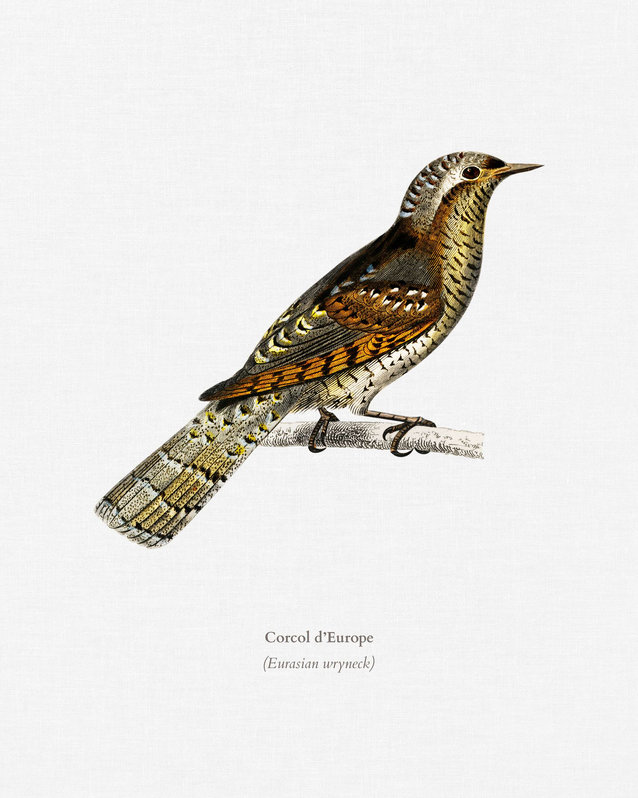 Eurasian wryneck (Corcol d’Europe) illustrated by Charles Dessalines D' Orbigny (1806-1876). Digitally enhanced... Eurasian wryneck (Corcol d’Europe) illustrated by Charles Dessalines D' Orbigny (1806-1876). Digitally enhanced...